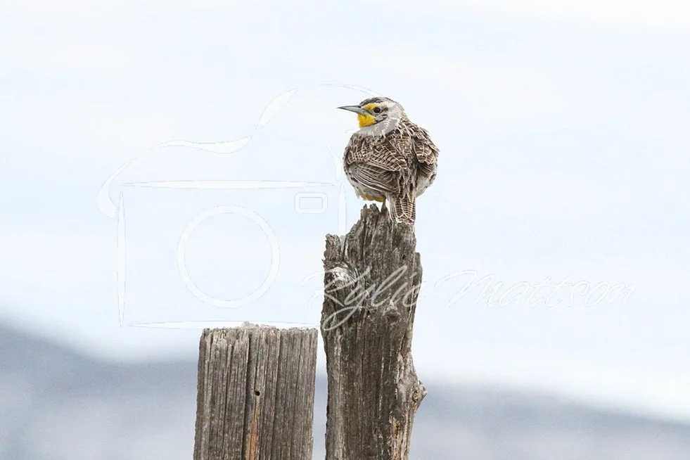 Meadowlark Pause.jpg