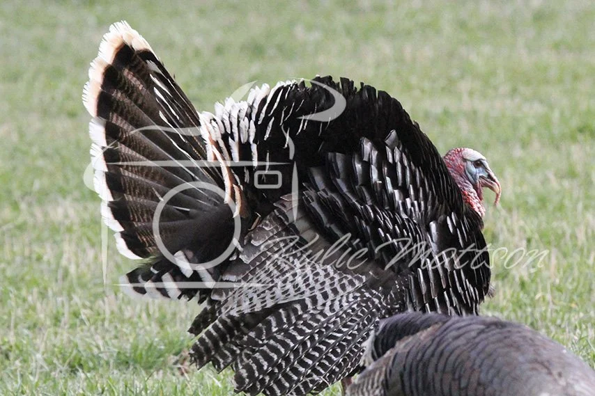 Strut in Profile.jpg