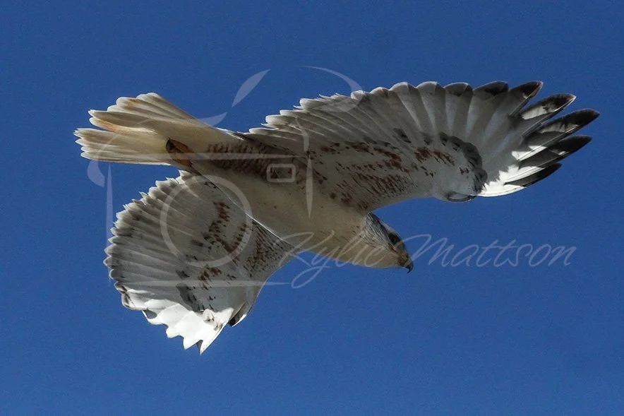 Ferriginous Hawk.jpg