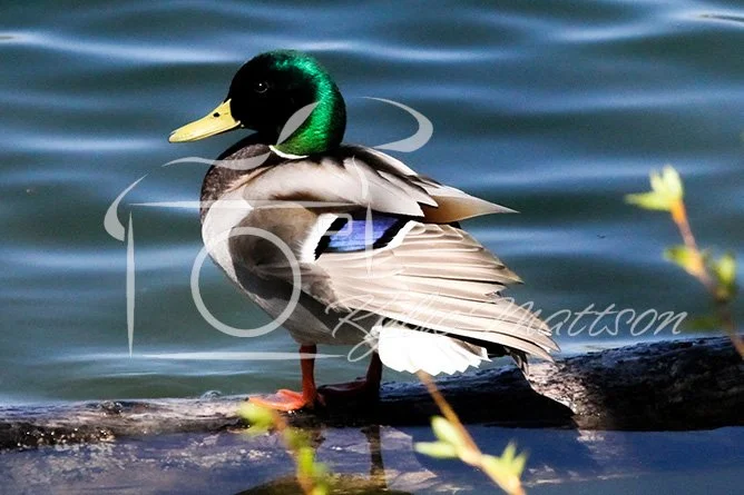 Mallard in Color.jpg