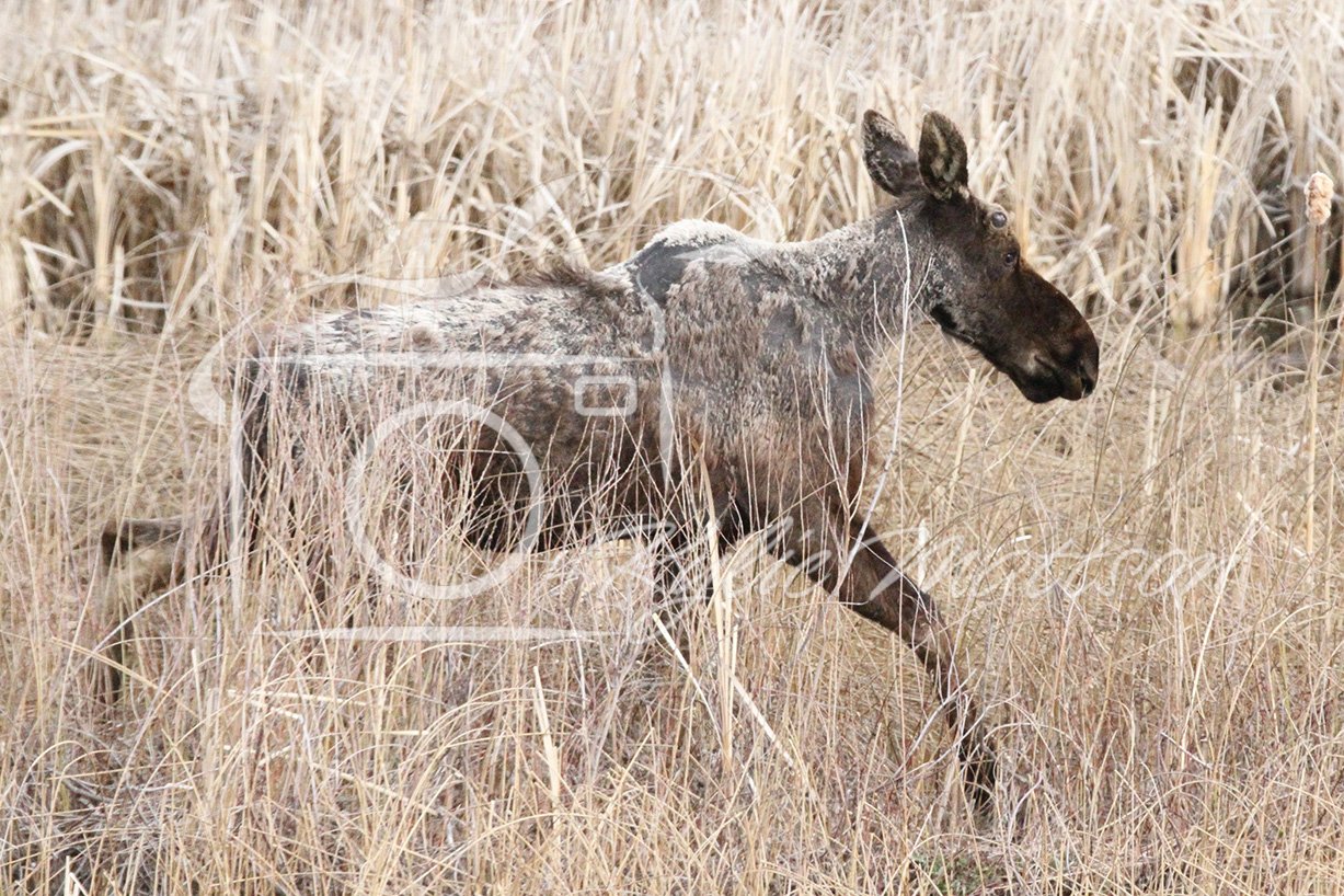 Moose in Transition.jpg