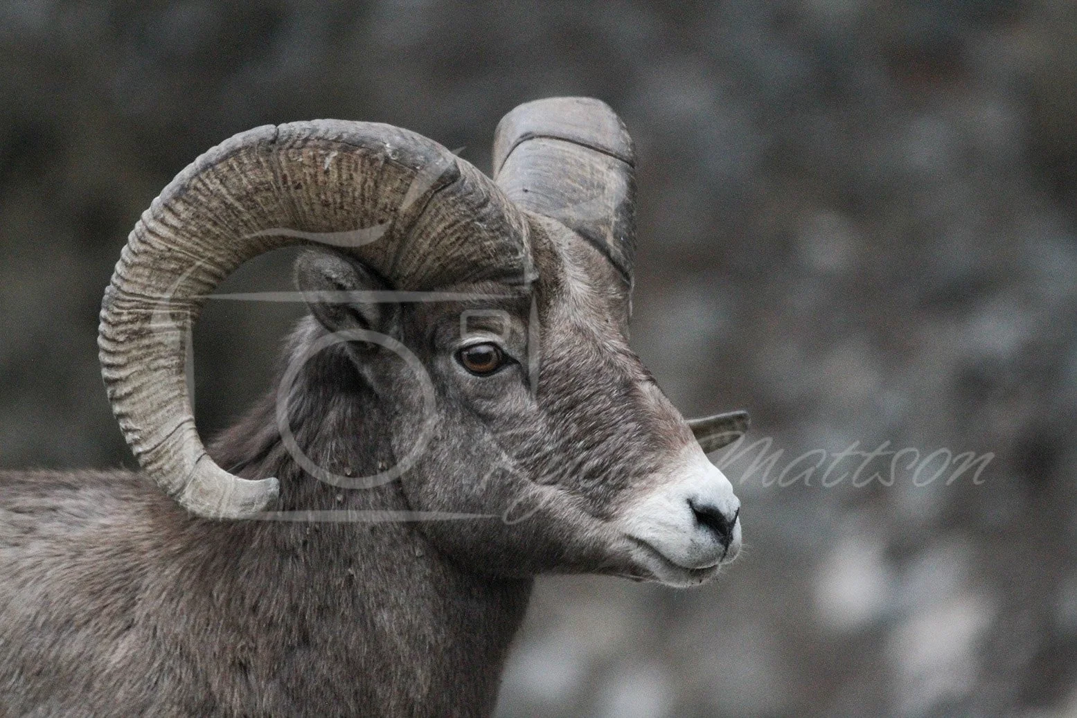 Bighorn Sheep