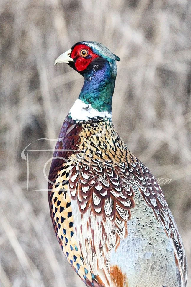 Feather Spectrum.jpg