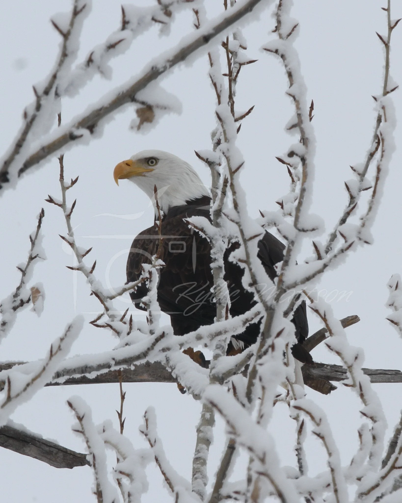 20250108-IMG_8341.jpg