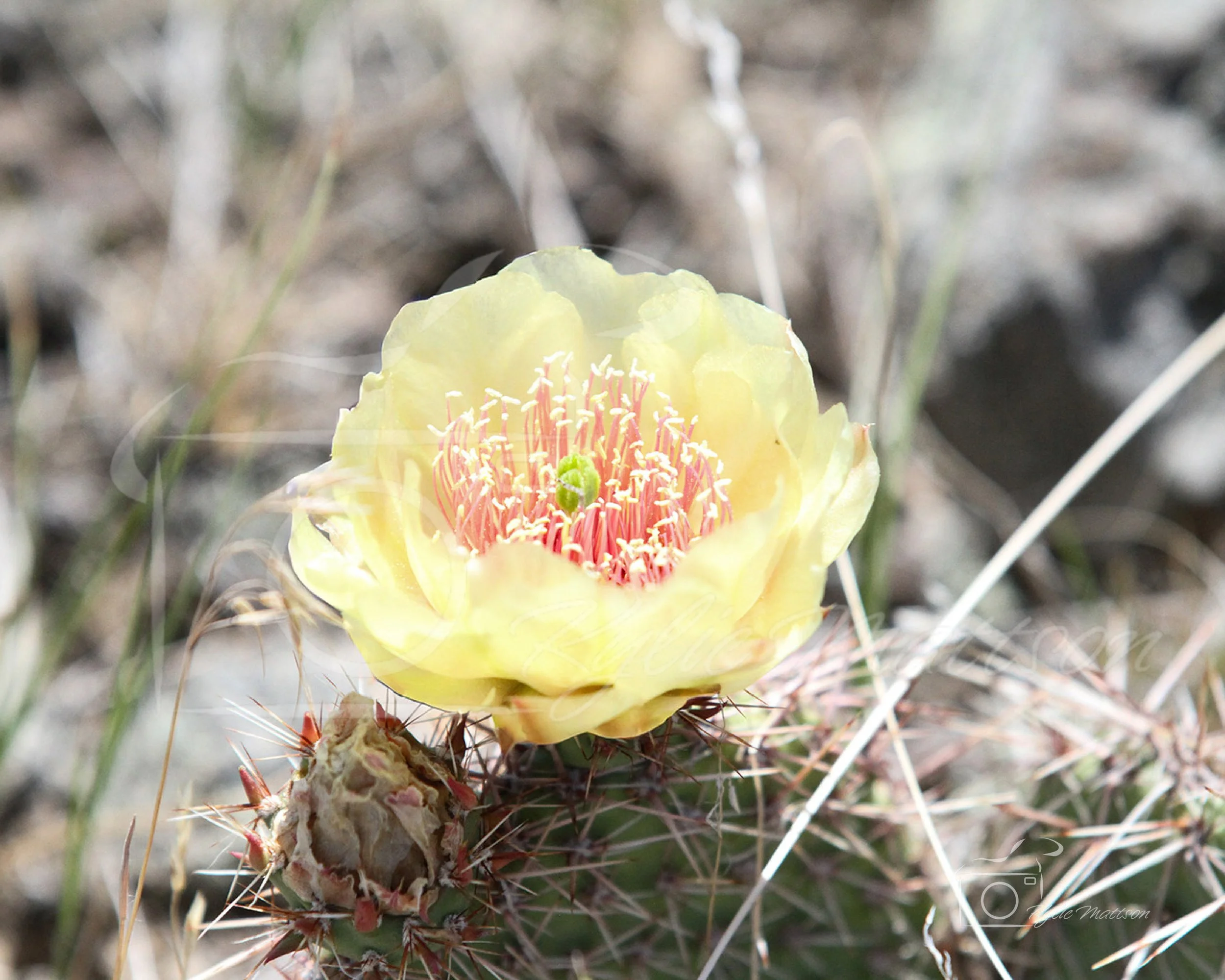20260522-20260522-Cactus Flower 2.jpg