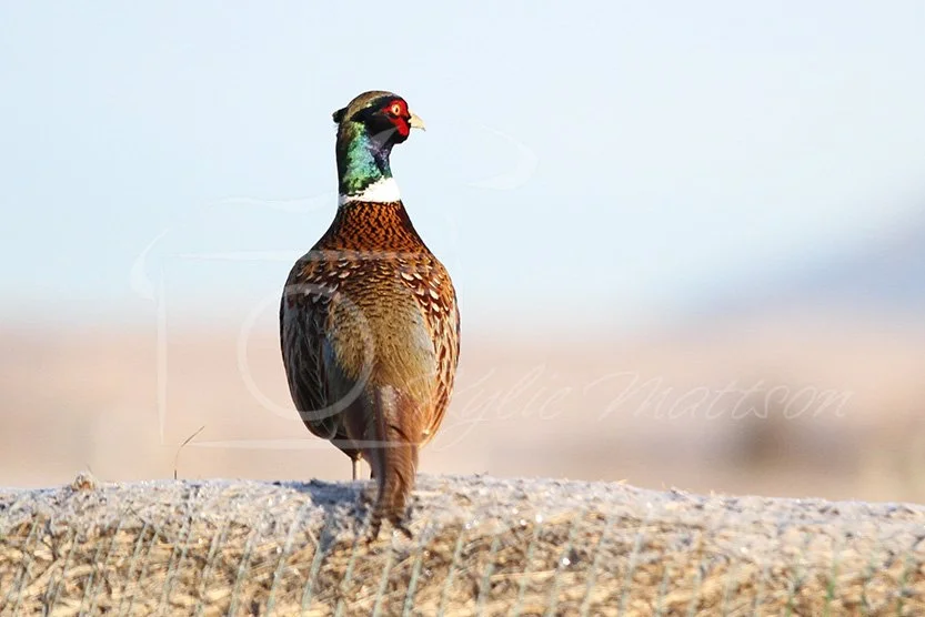 Pheasant Lookout.jpg