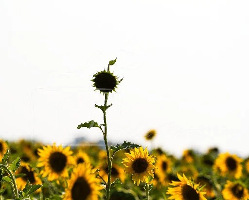 20260616-Sunflower 2 (alfalfa).jpg