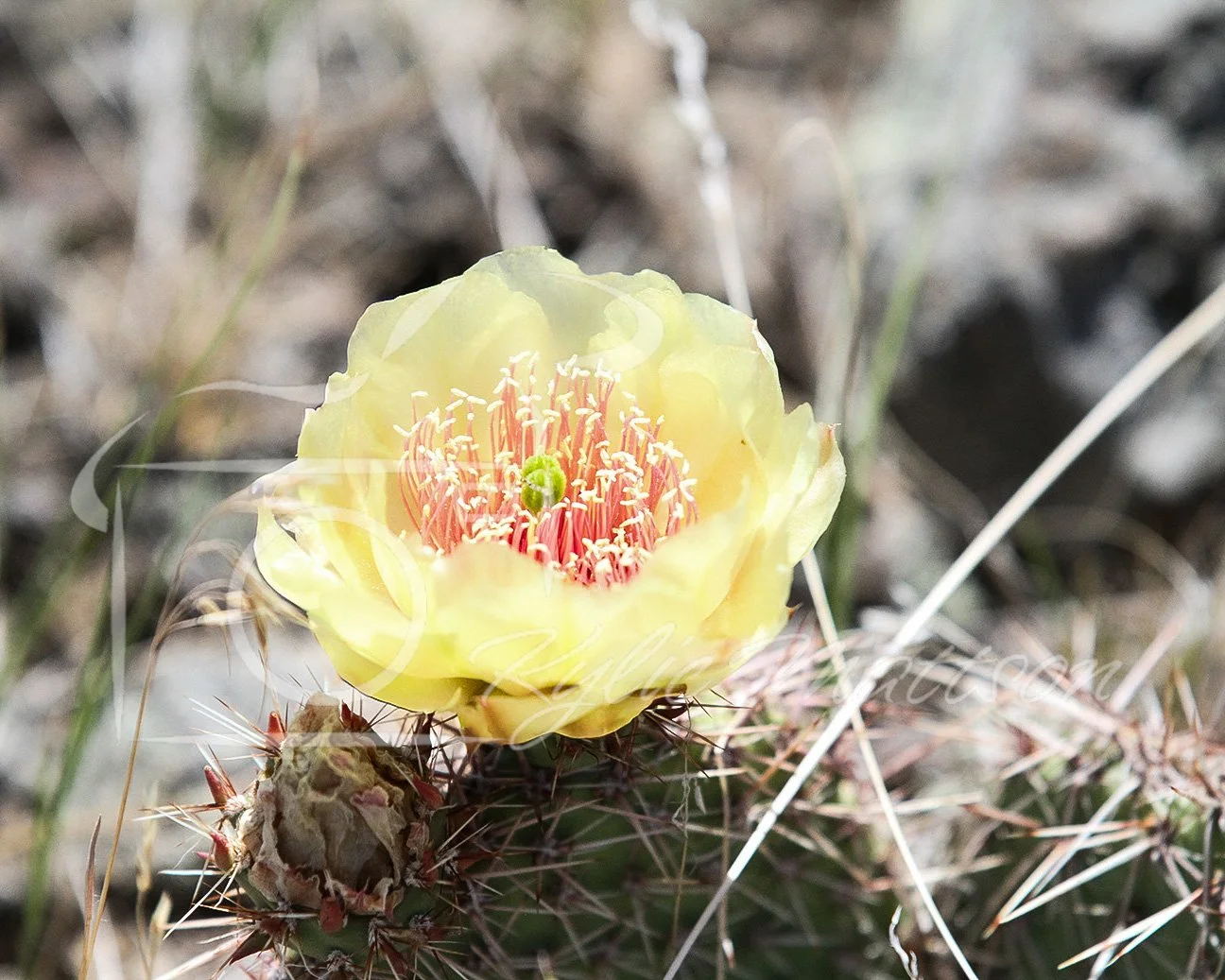 Cactus Flower.jpg