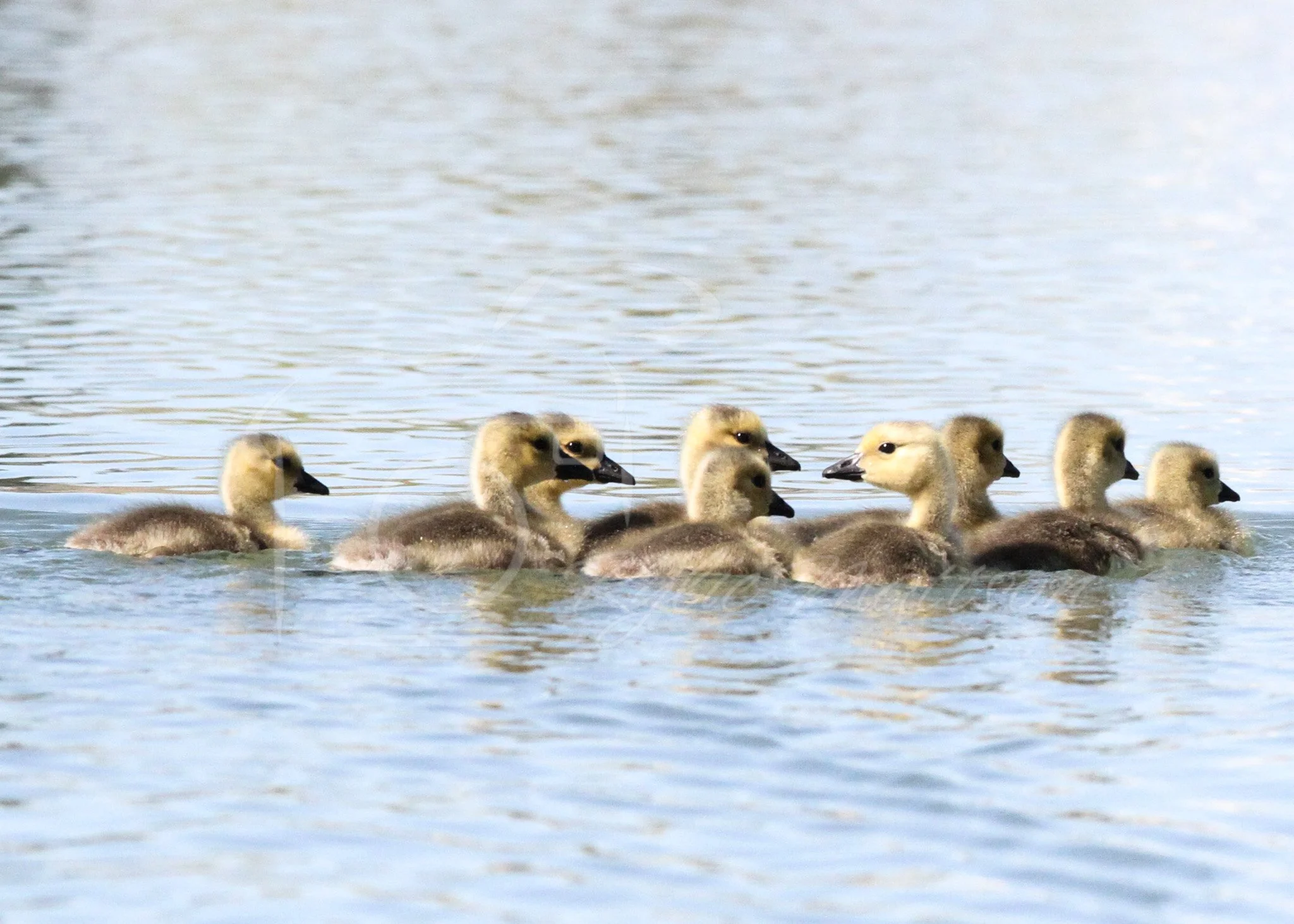 Goslings, Little Ones