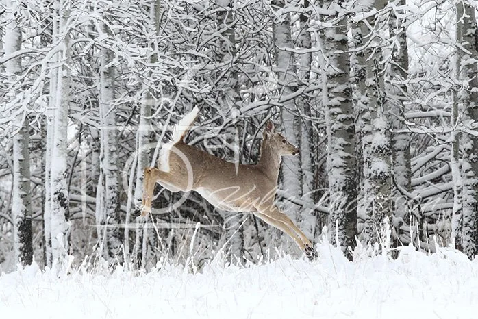 Snowbound Leap.jpg