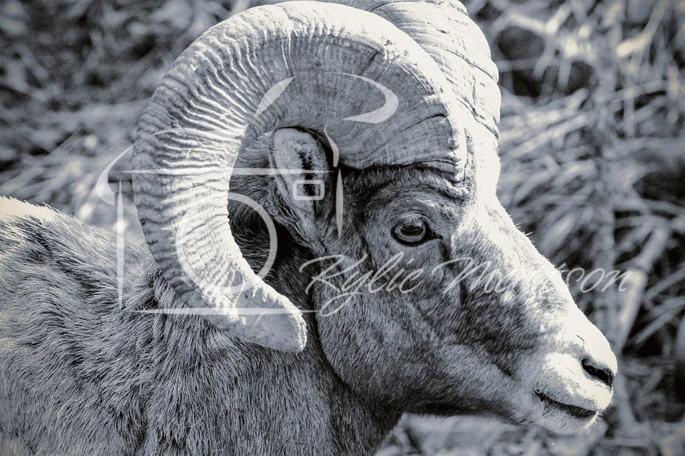 Ram Curl.jpg