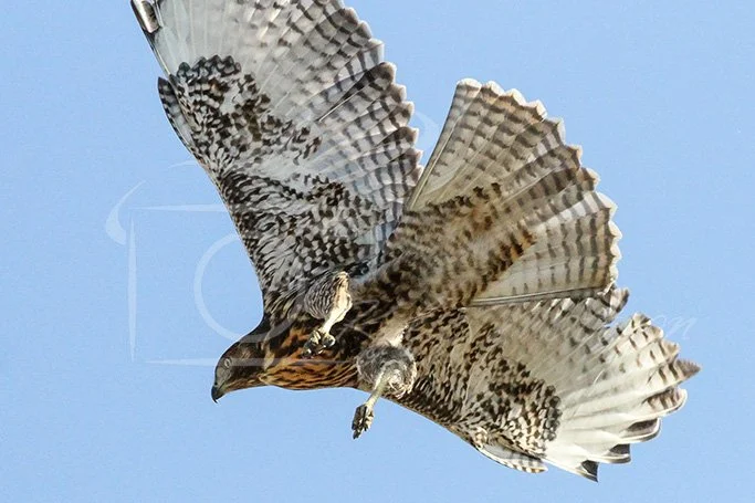 Red-Tailed Beauty.jpg