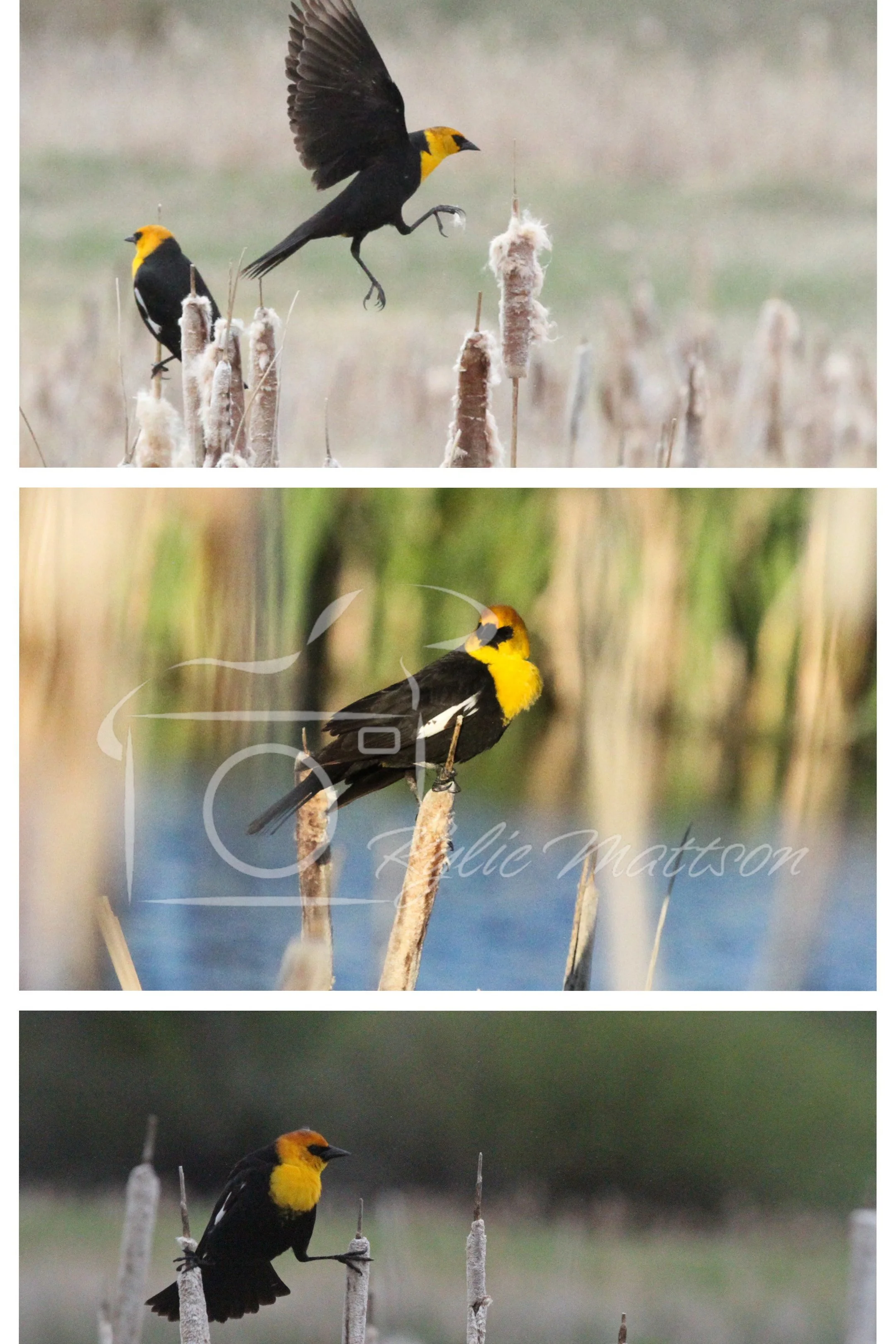 Yellow-Headed Blackbird Collage.jpg