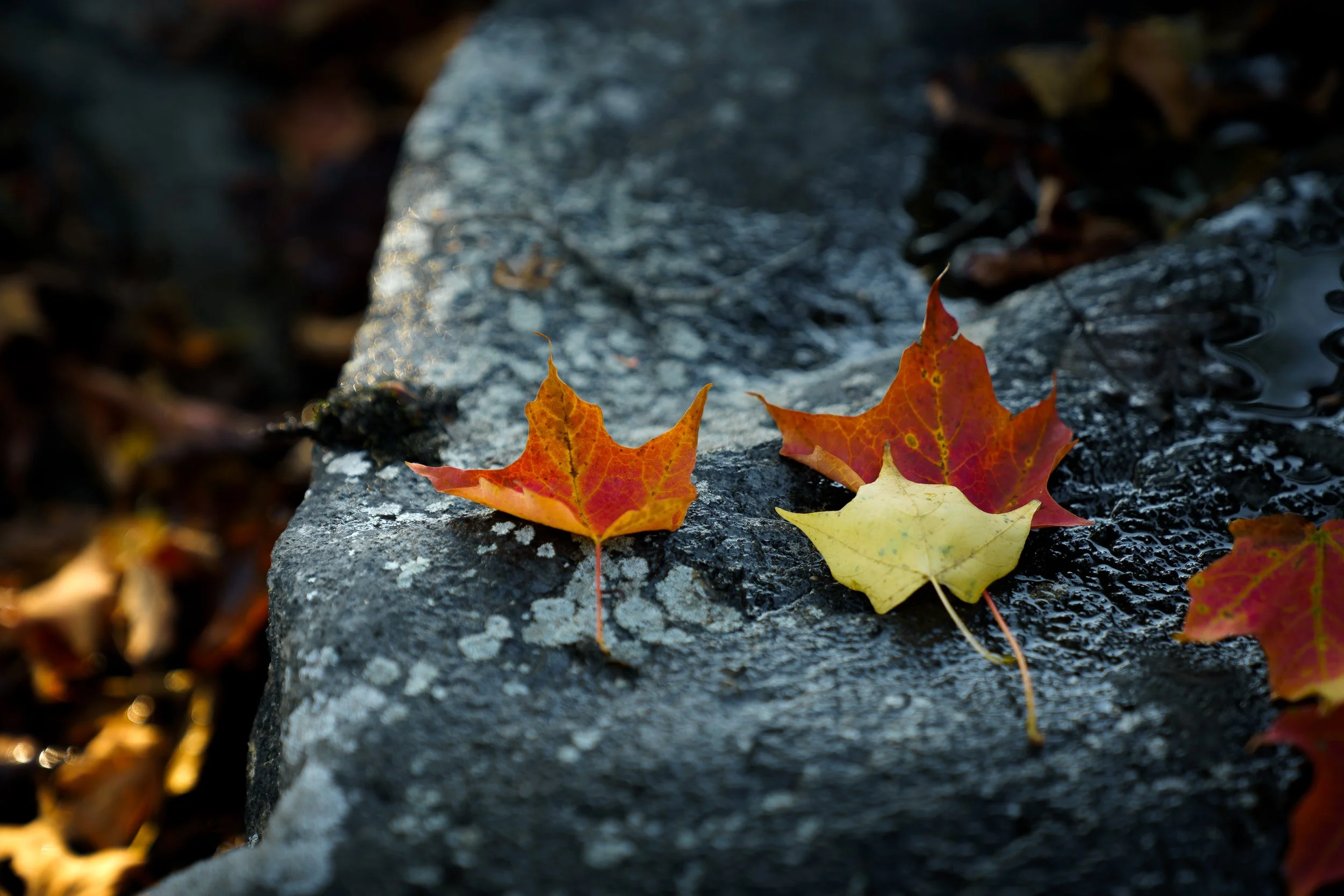 DSC02498.jpg