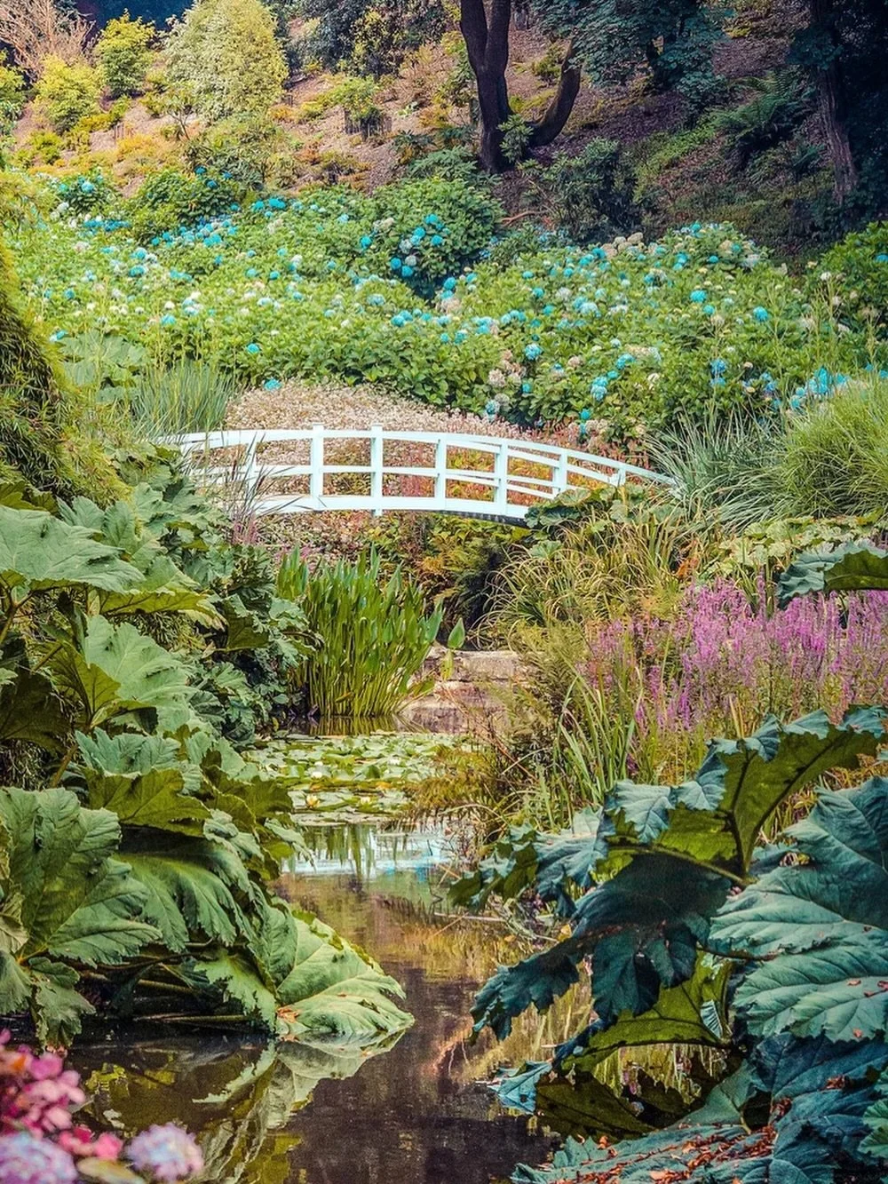 A peaceful corner of Trebah Garden, where lush tropical planting, reflections on the water and the elegant white bridge create a scene that feels as if you are in a painting by Monet. One of Cornwall&rsquo;s most beautiful gardens, full of colour, te