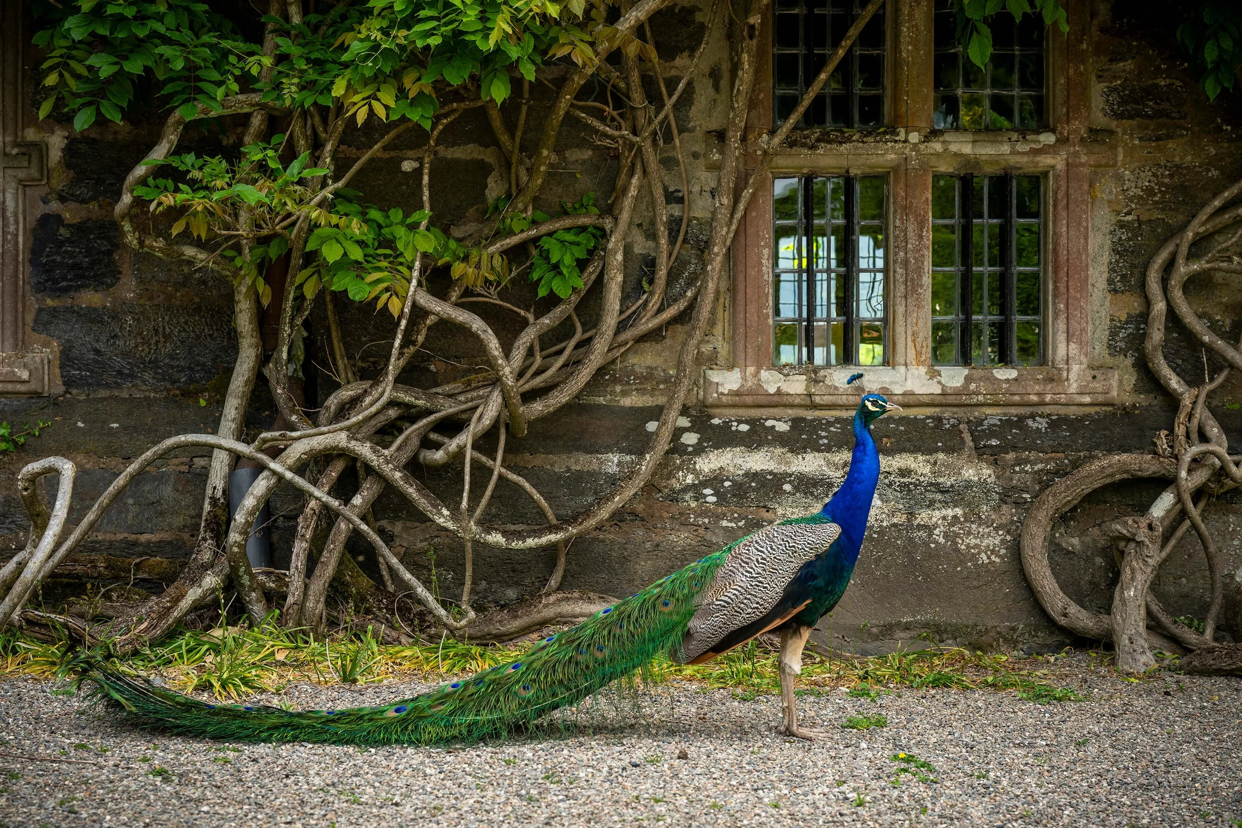 CJP Gwydir Castle - May 2026-193.jpg