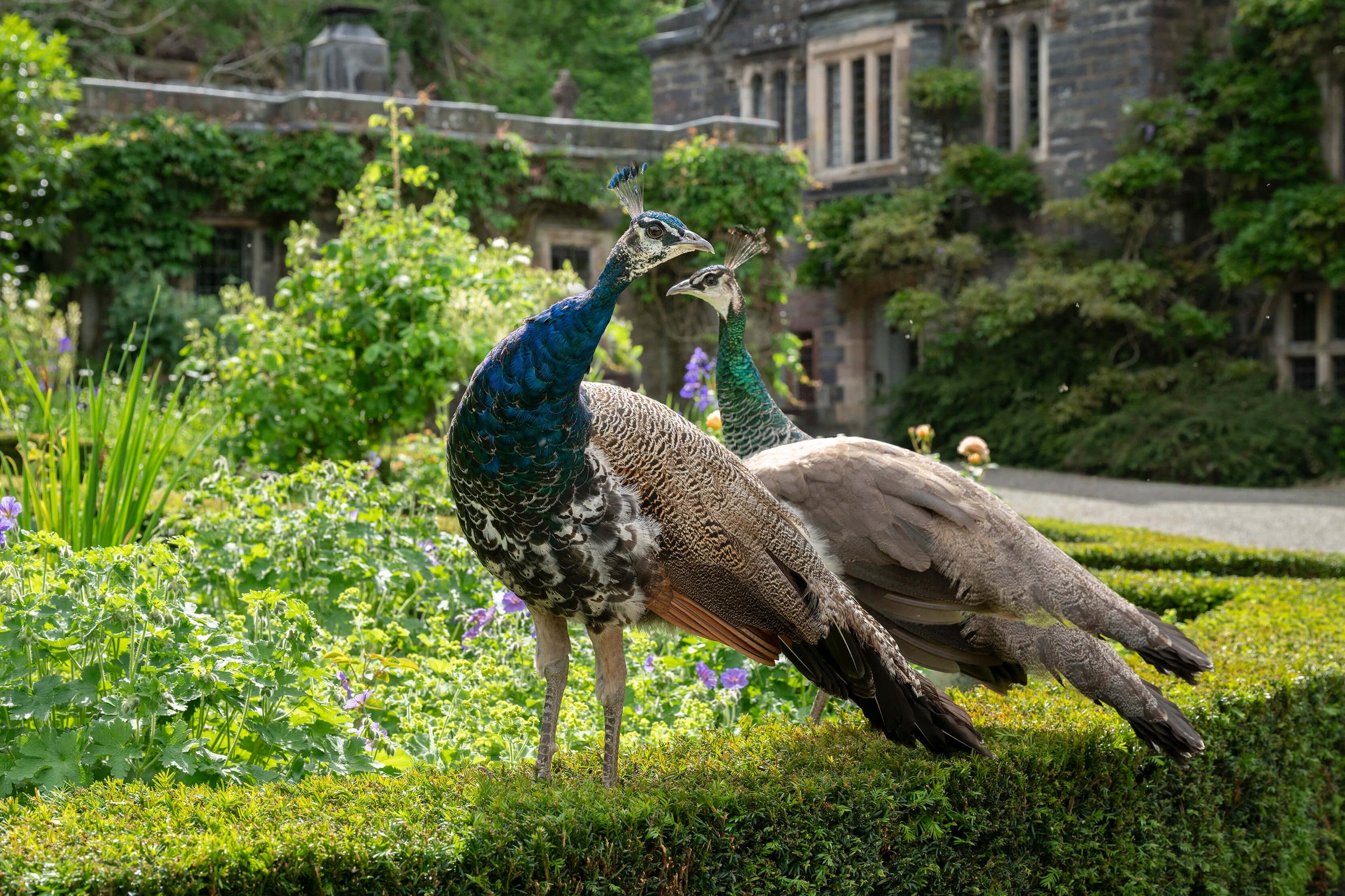 Christopher John - Gwydir Castle garden peahens