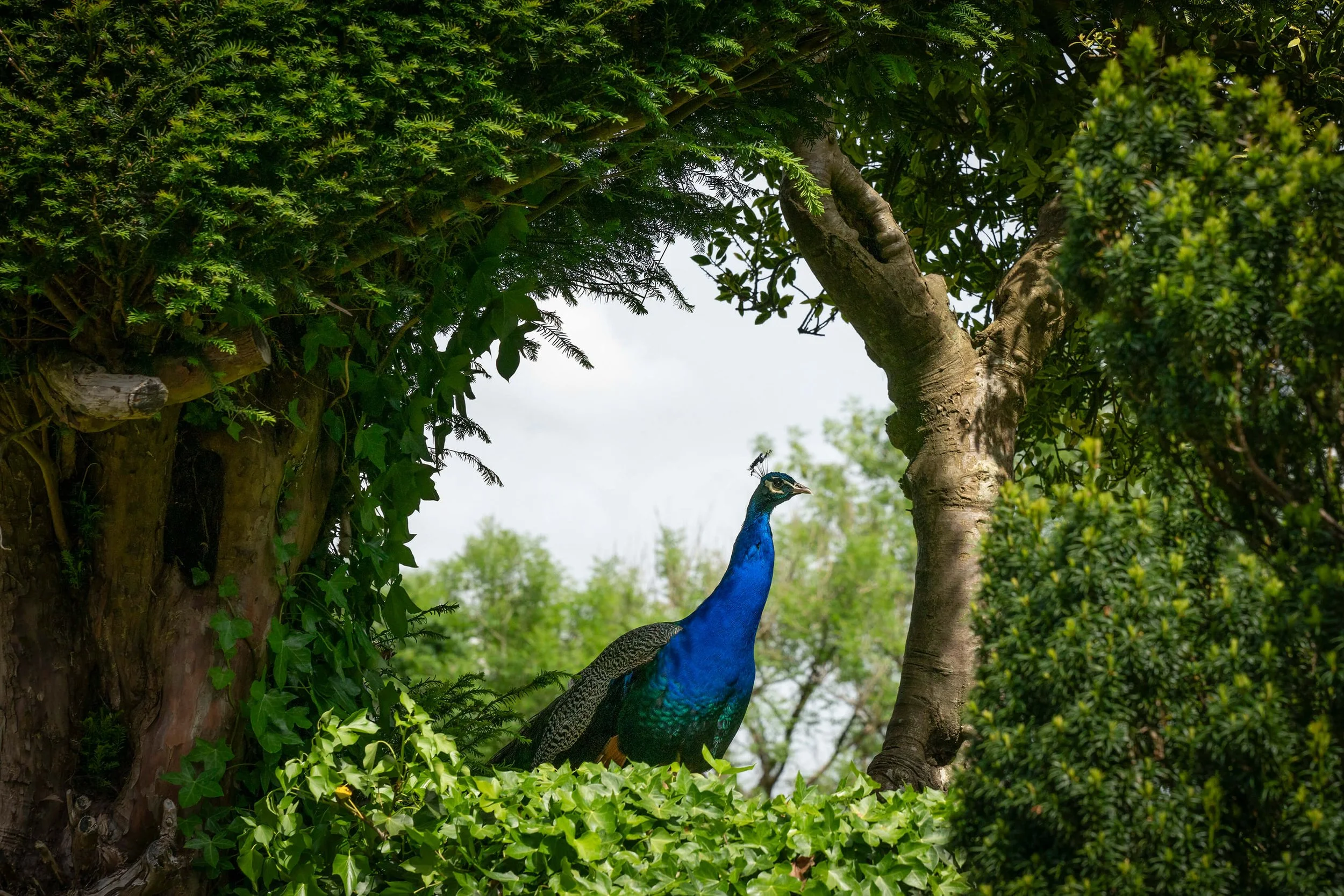 Christopher John - Gwydir Castle garden