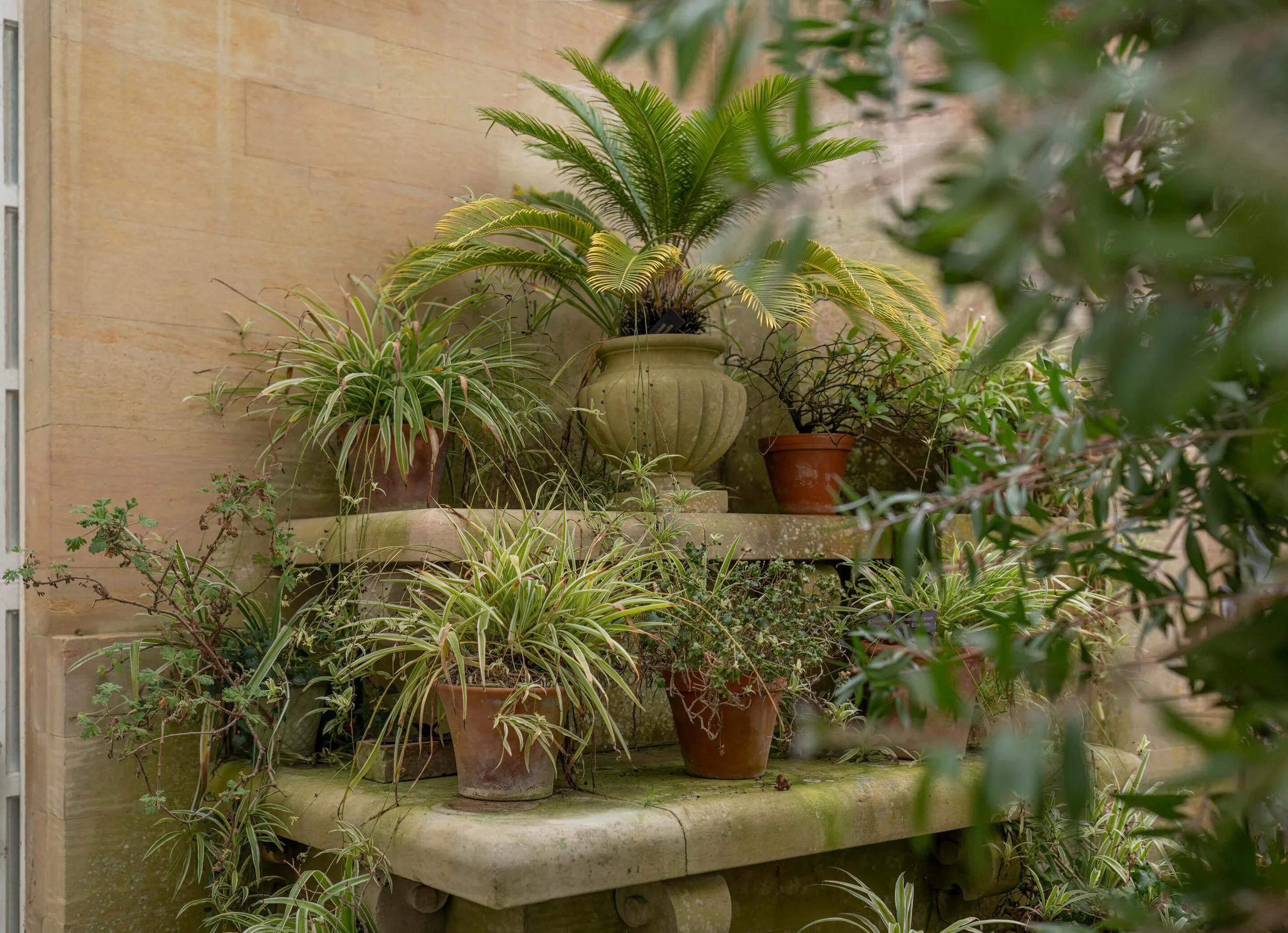 christopher-john-photography-harlaxton-conservatory-plants