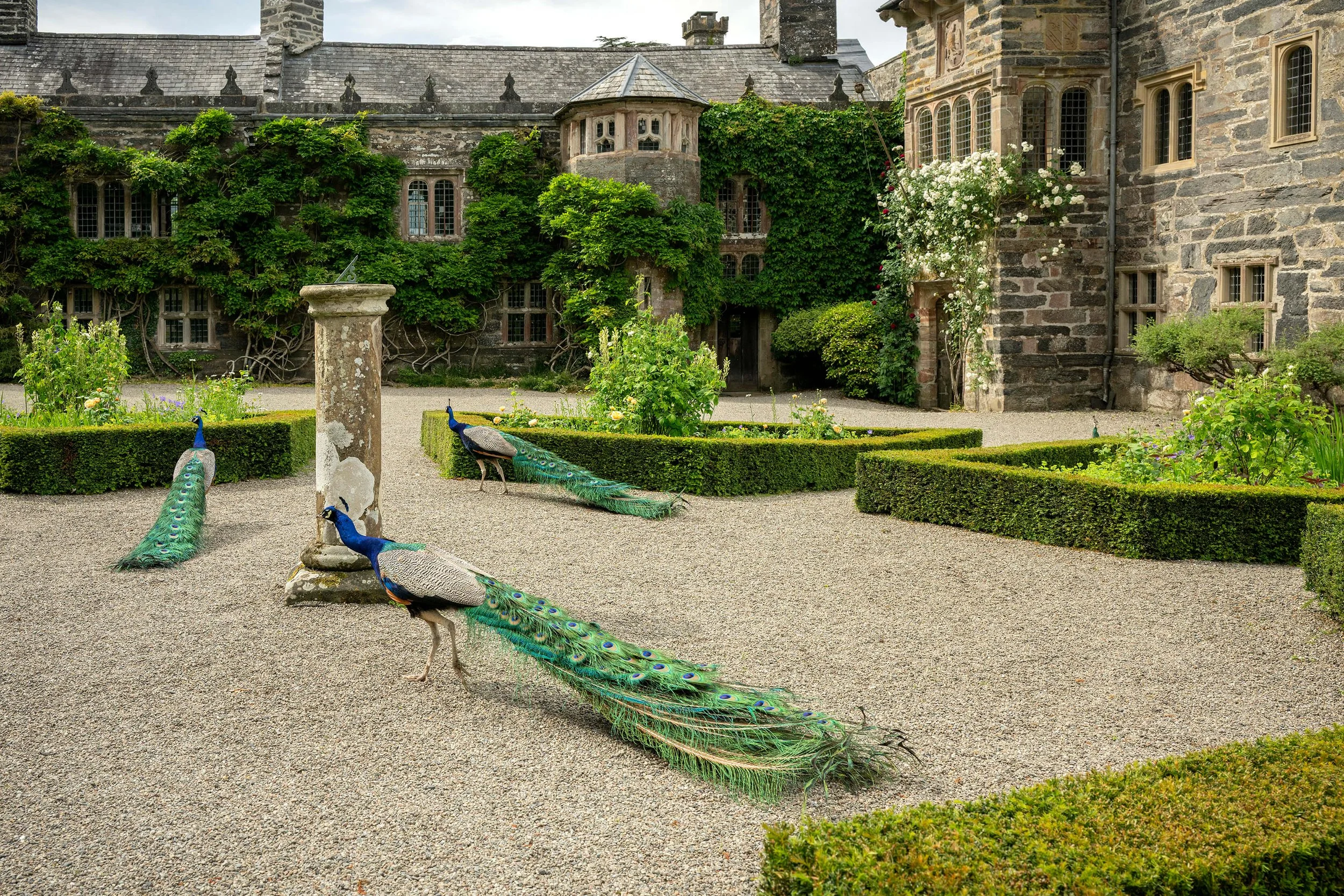 Christopher John - Gwydir Castle garden peacocks