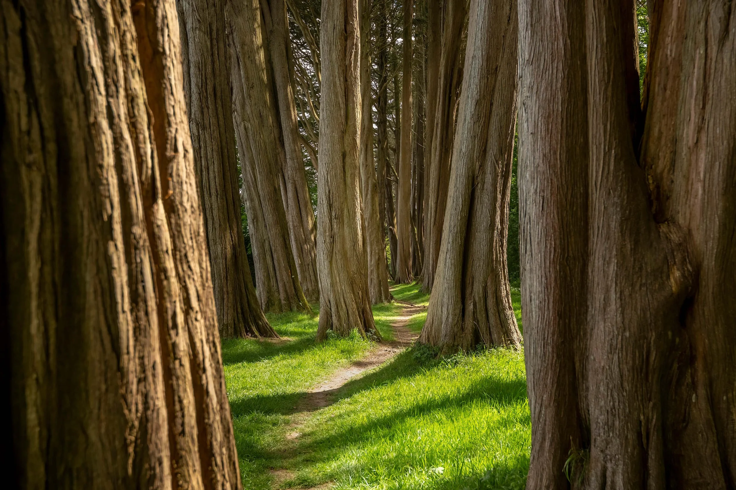 Path between trees