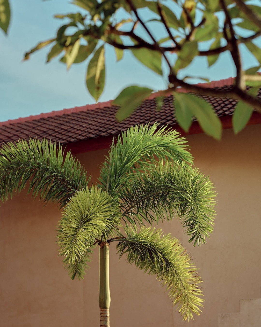 Nothing says Bali holiday quite like a perfect palm tree 🌴

Stay amongst the palms at Dune 🤍

#palmtree #balivibes #bali #balivilla #balilife #hotelgarden