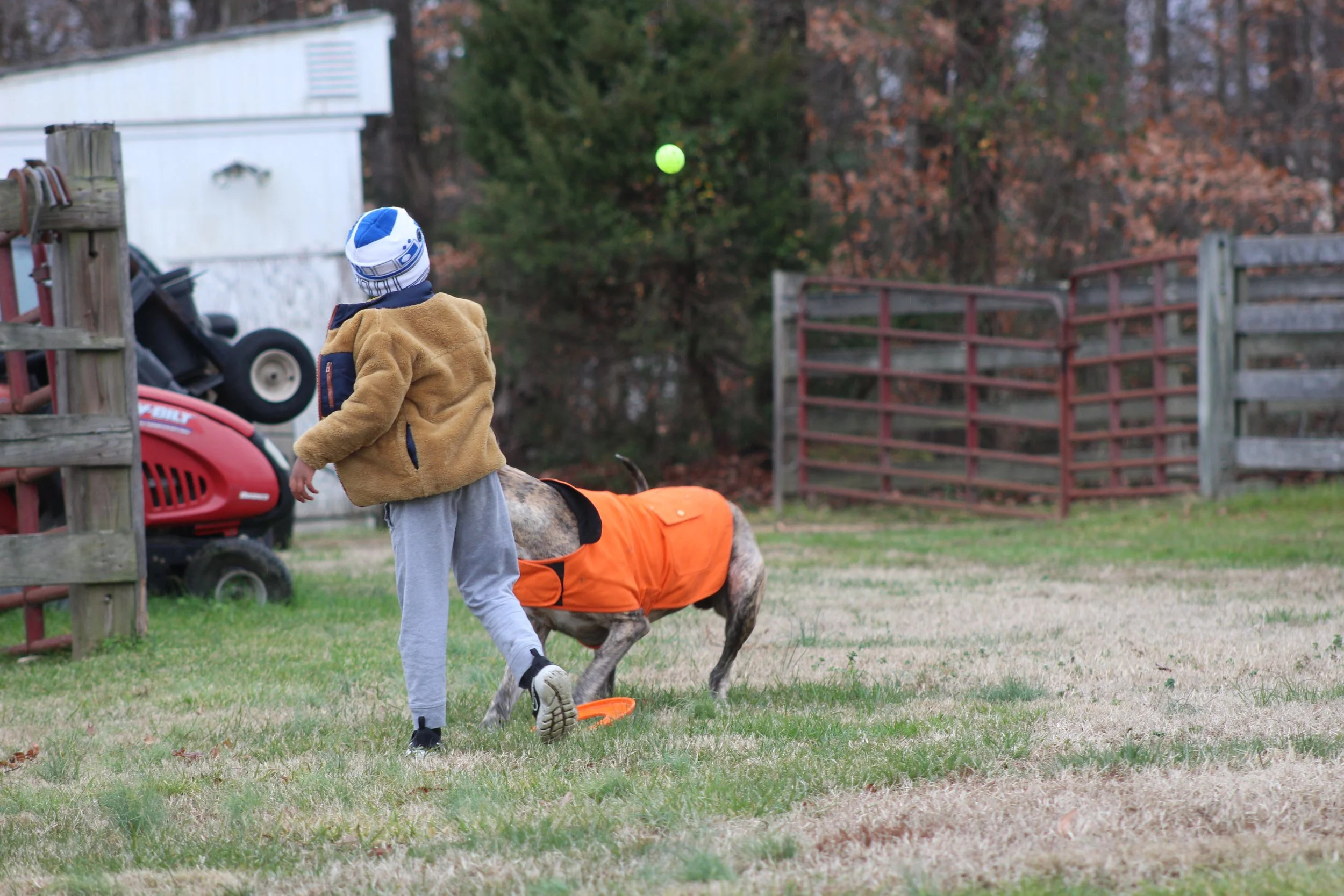 A young boy playing with a dog in a grassy yard in autumn. The boy is wearing a blue and white striped hat, a tan fleece jacket, grey sweatpants, and sneakers. The dog, wearing an orange vest, is near the boy, and a green ball is in the air above the
