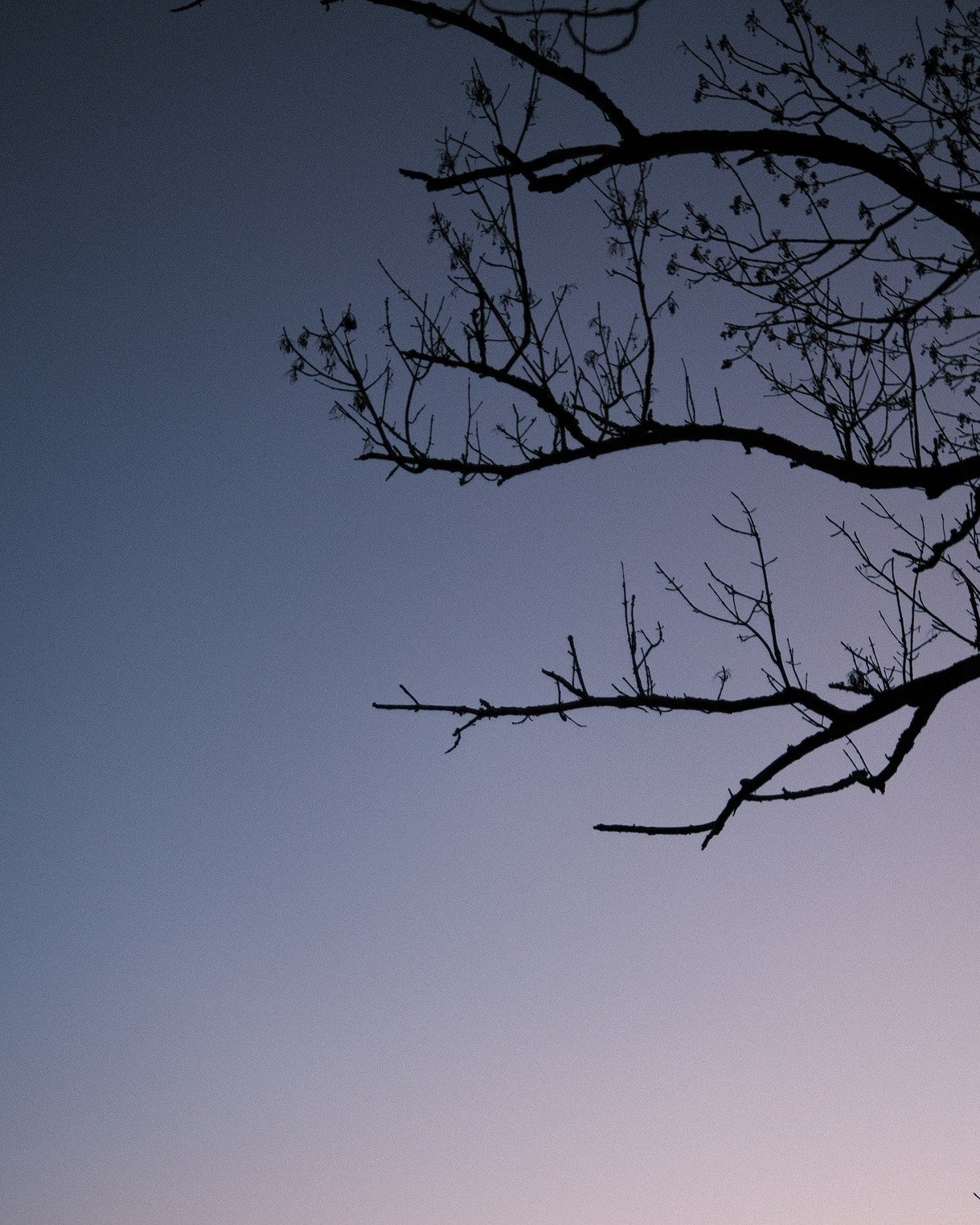 Twilight Branches
Bare branches against the twilight sky, a delicate silhouette offering a quiet end to the day, as nature&rsquo;s lines sketch the evening&rsquo;s last light.
📷 Fujifilm X-T30 II
__
#TwilightPhotography #NaturePhotography #BranchesS