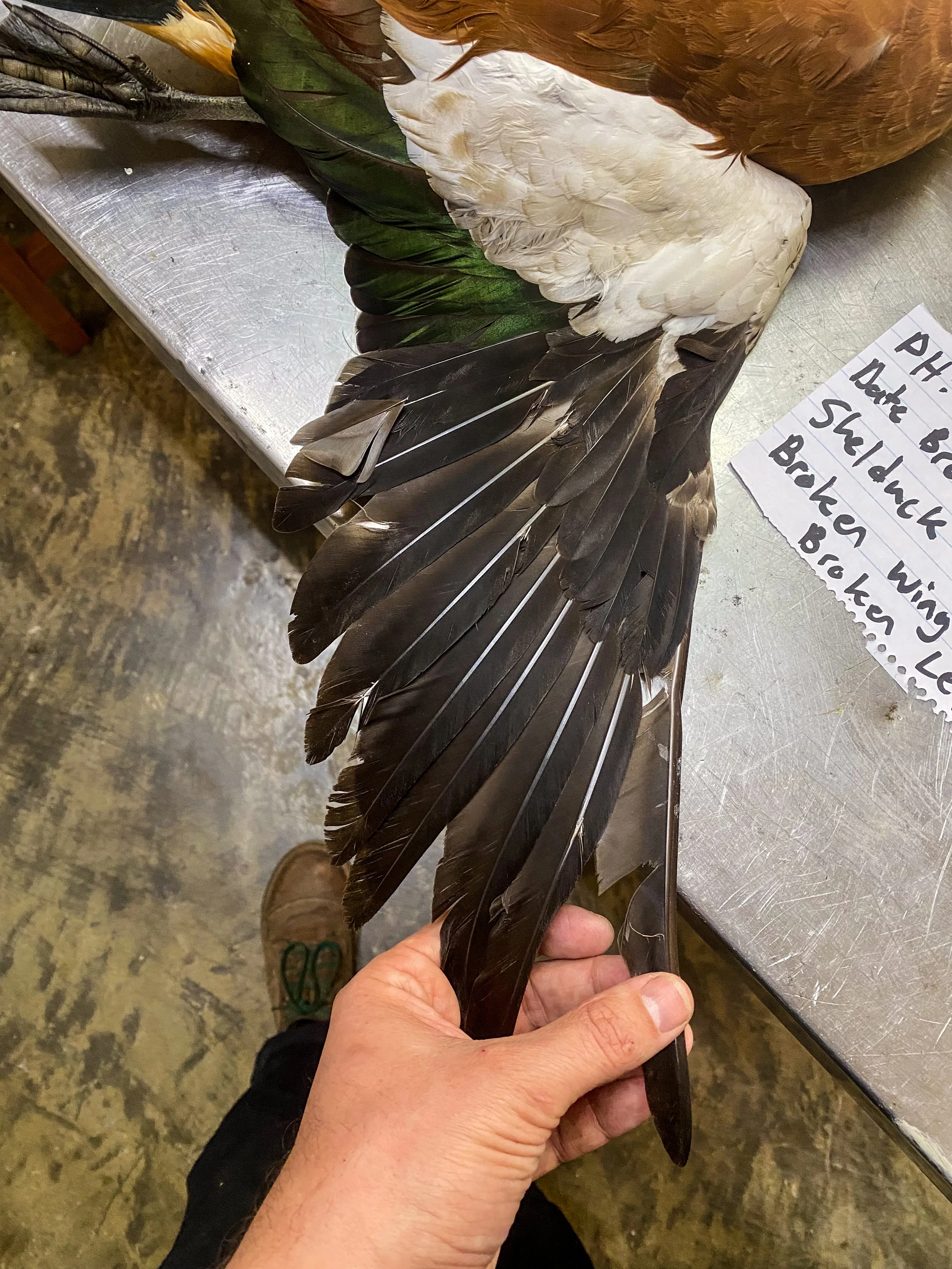Check wing tips and feathers for shot damage etc. If it's too damaged- It should be a standing bird.