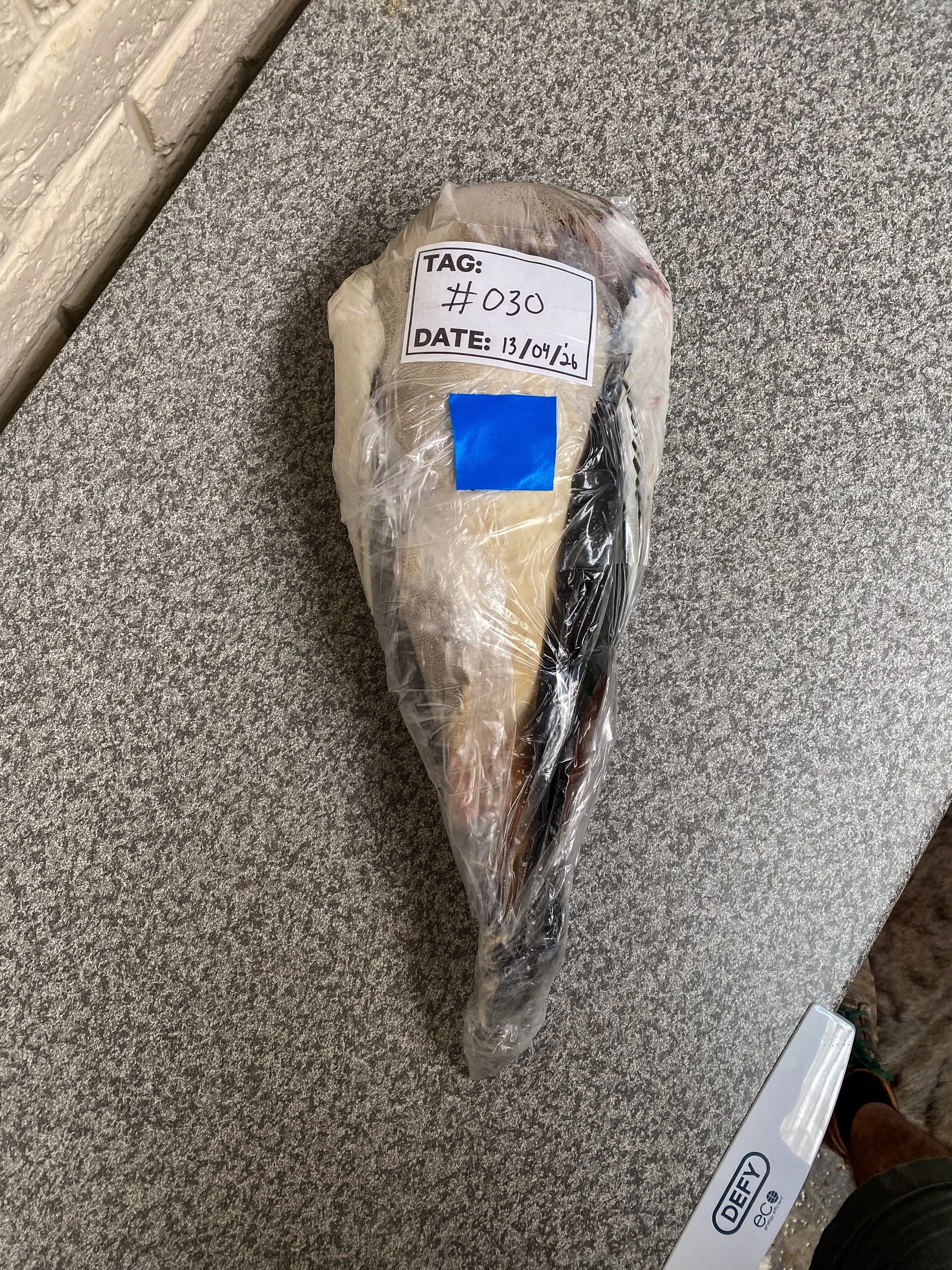Tape and seal the bag. Label and Freeze and keep frozen until delivery. We will inspect the bird when it defrosts.