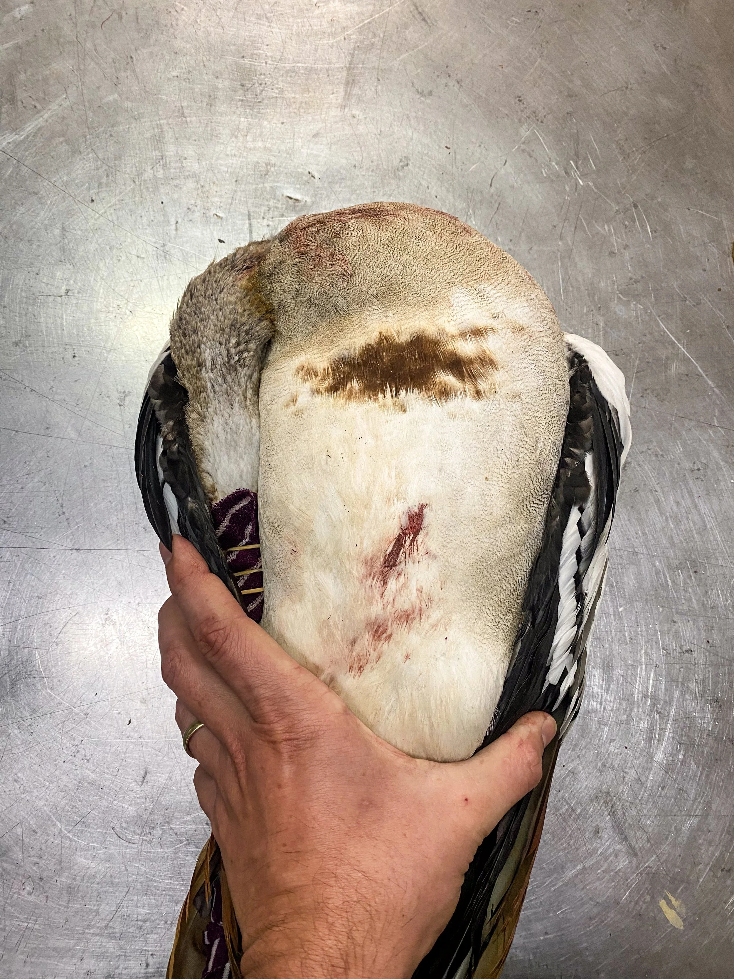 Tuck the head under the wing for storage. keep feathers smooth and in-line.