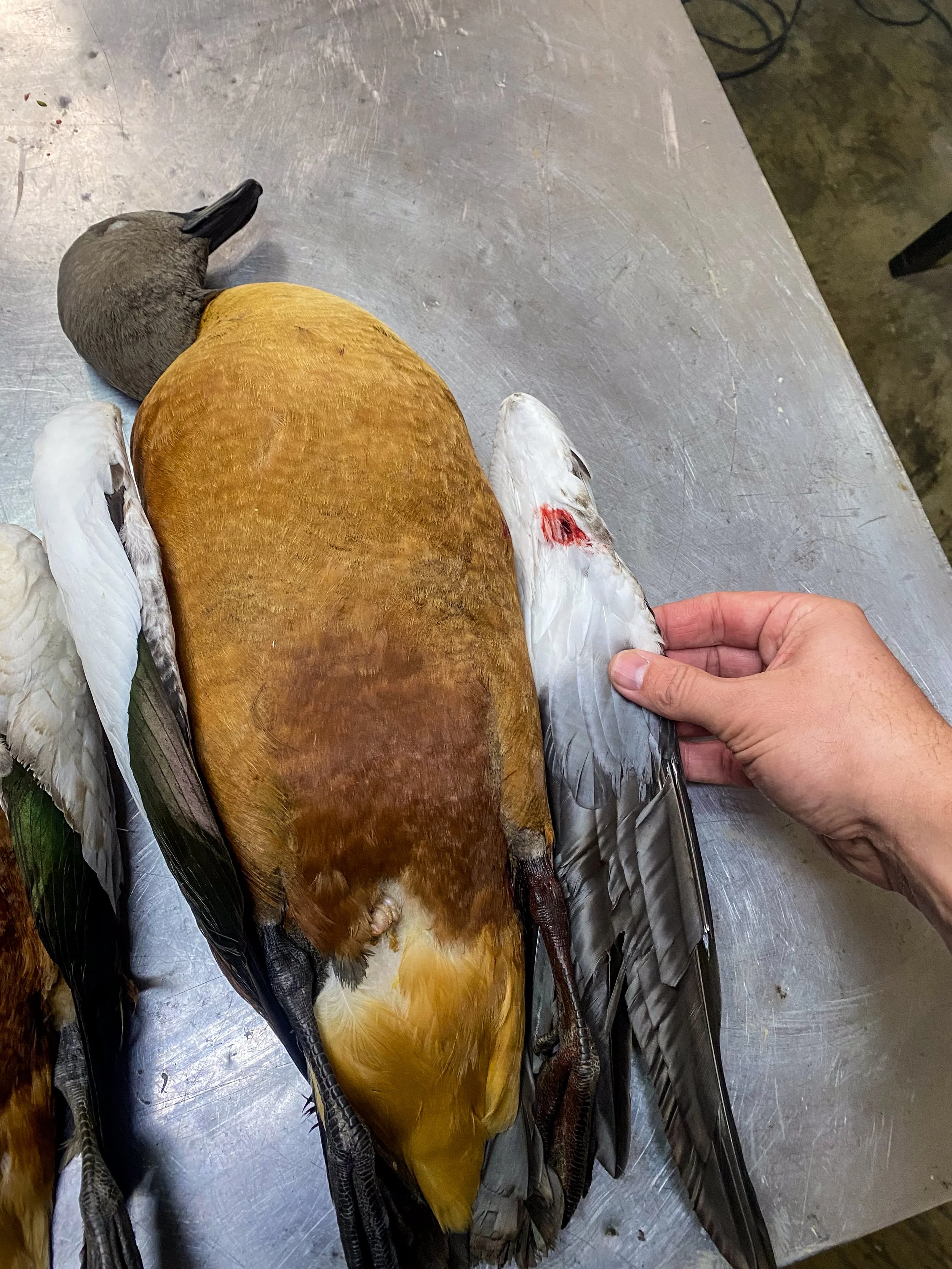 Check wings and body for damage. Broken wings are accepted (Humerus, Ulna & Radius). Broken wrists (Radiale & Ulnare) will likely be turned away. 