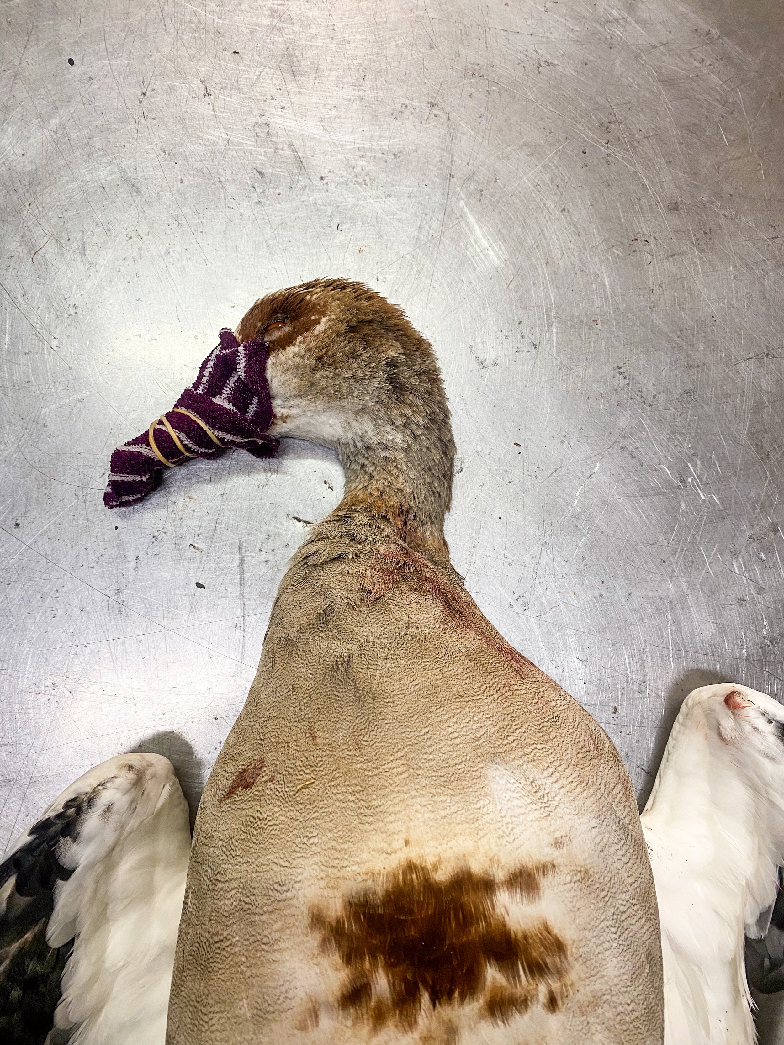 Wrap the bill or beak with damp paper towel or clean rag.