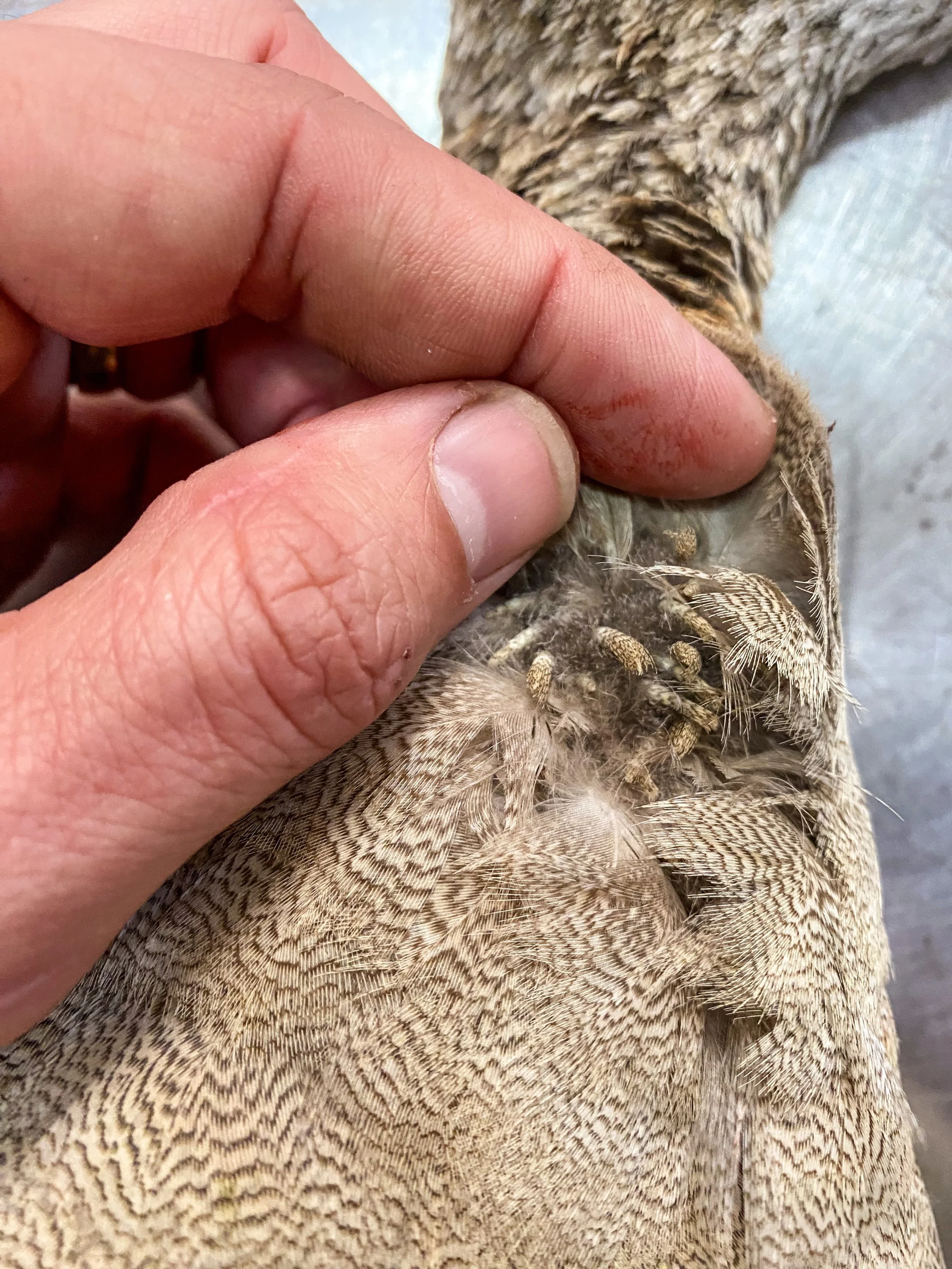 Check for pin-feathers and moulting. Too many and we may turn it down.