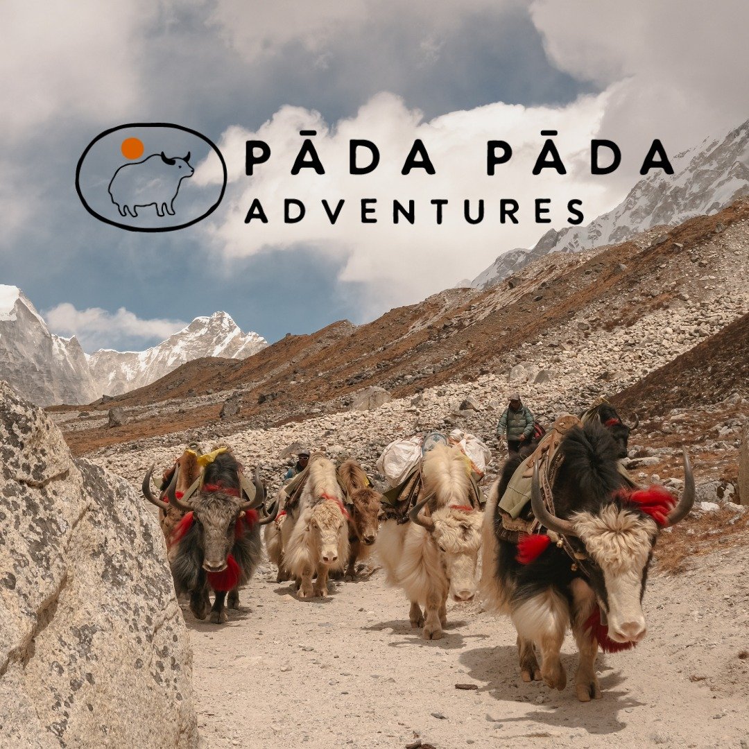 Just another day in the office with our furry coworkers! 

Ready to yak about your next adventure? Check out what we have to offer in 2025. 

📄 Planned trips:
Annapurna Yoga Trek, 28th March - 10th April 2025
Everest Base Camp, 27th September - 12th