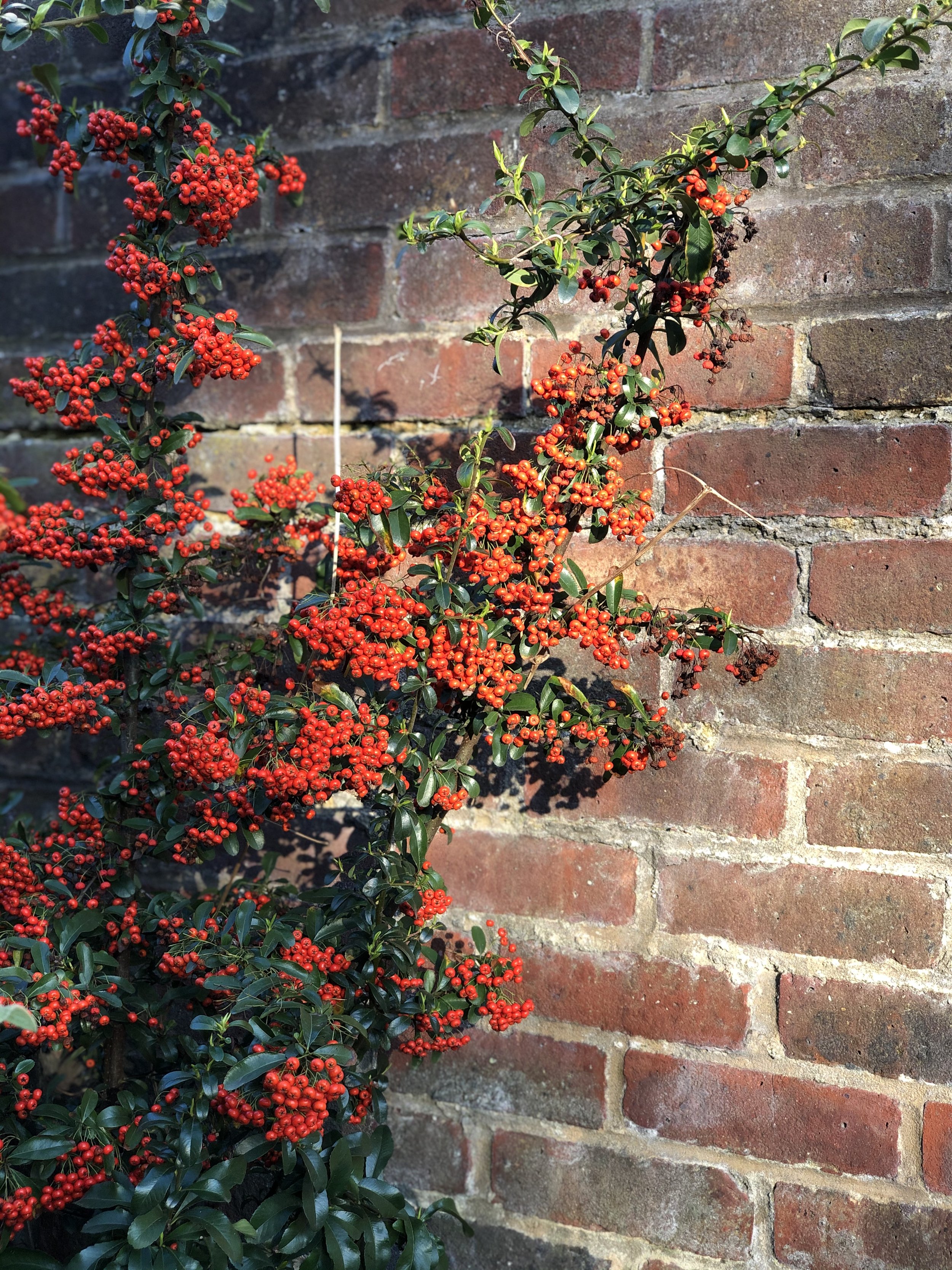 Company, Place colour study - Post box red Pyracantha Berries on brick Lomond Close