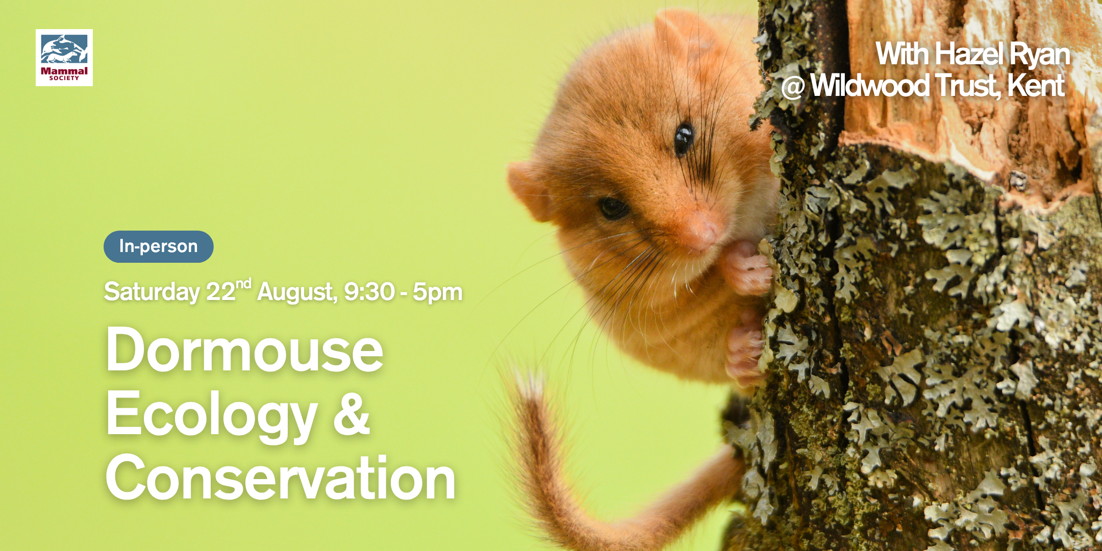Dormouse Ecology and Conservation (in-person) — Mammal Society