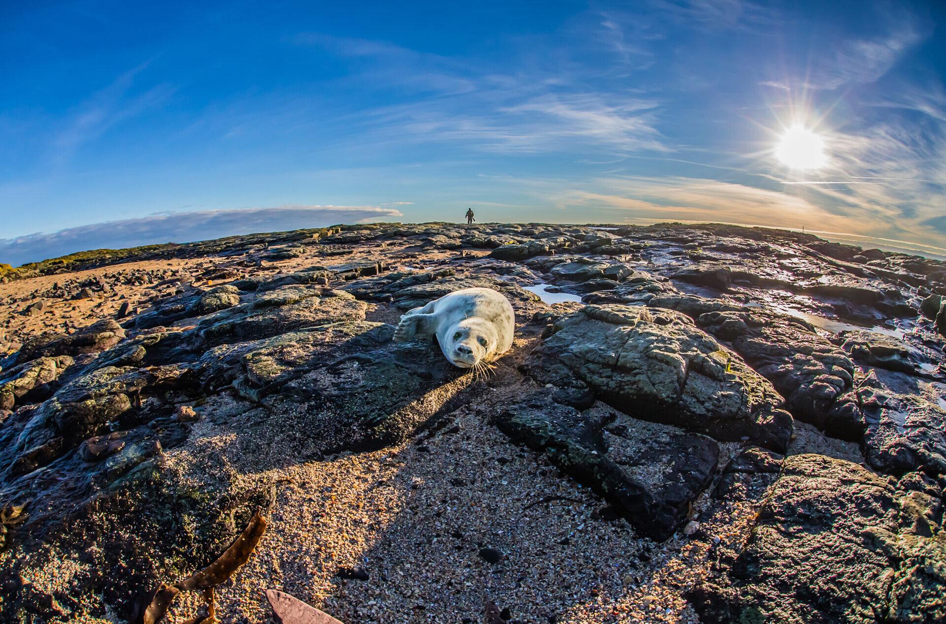 Optimising health and welfare of harbour and grey seals in rehabilitation
