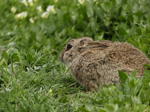 European rabbit — Mammal Society