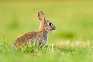 Cute Invasive Rabbit Invasive Mammals — Mammal Society