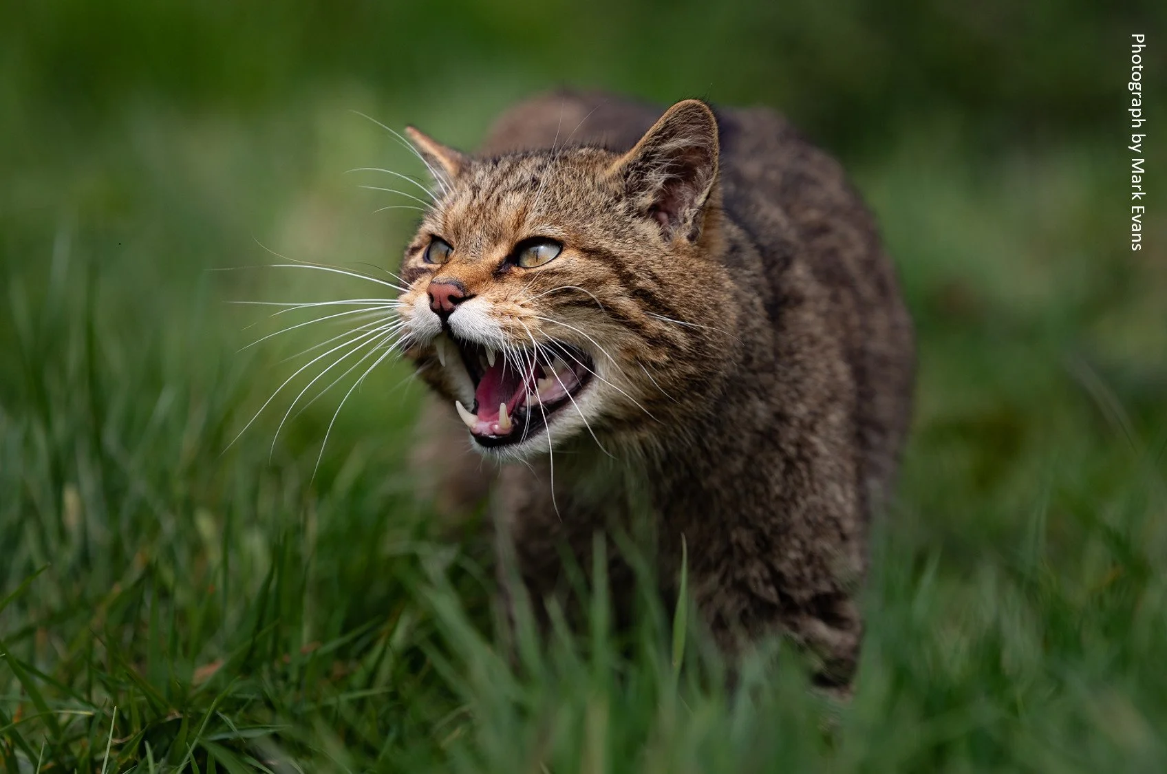 Wildcat Mammal Society