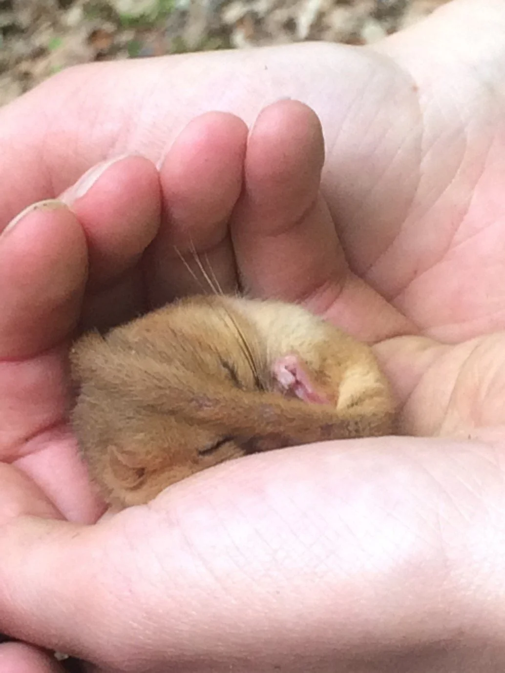 Attending a Dormouse Ecology and Conservation Training Course 