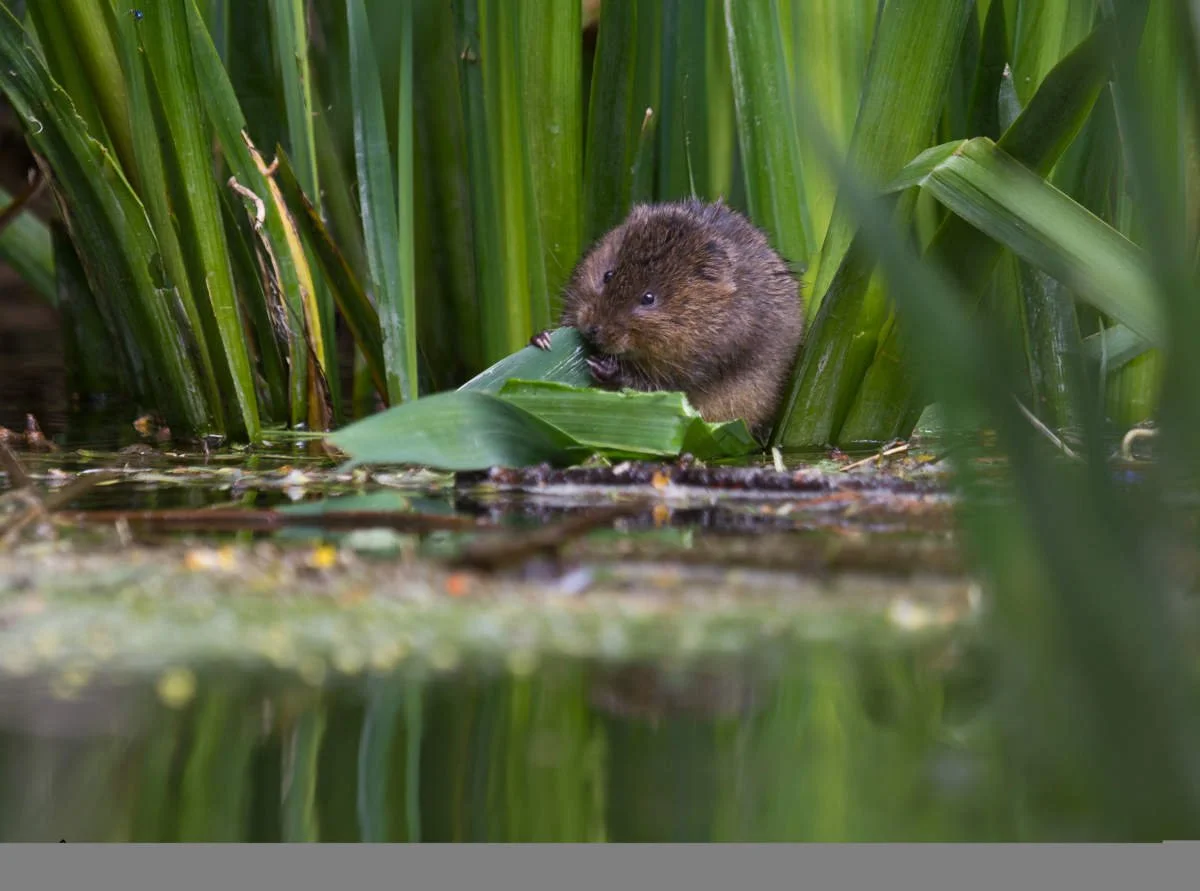 Water Vole Mammal Society water-vole-mammal-society