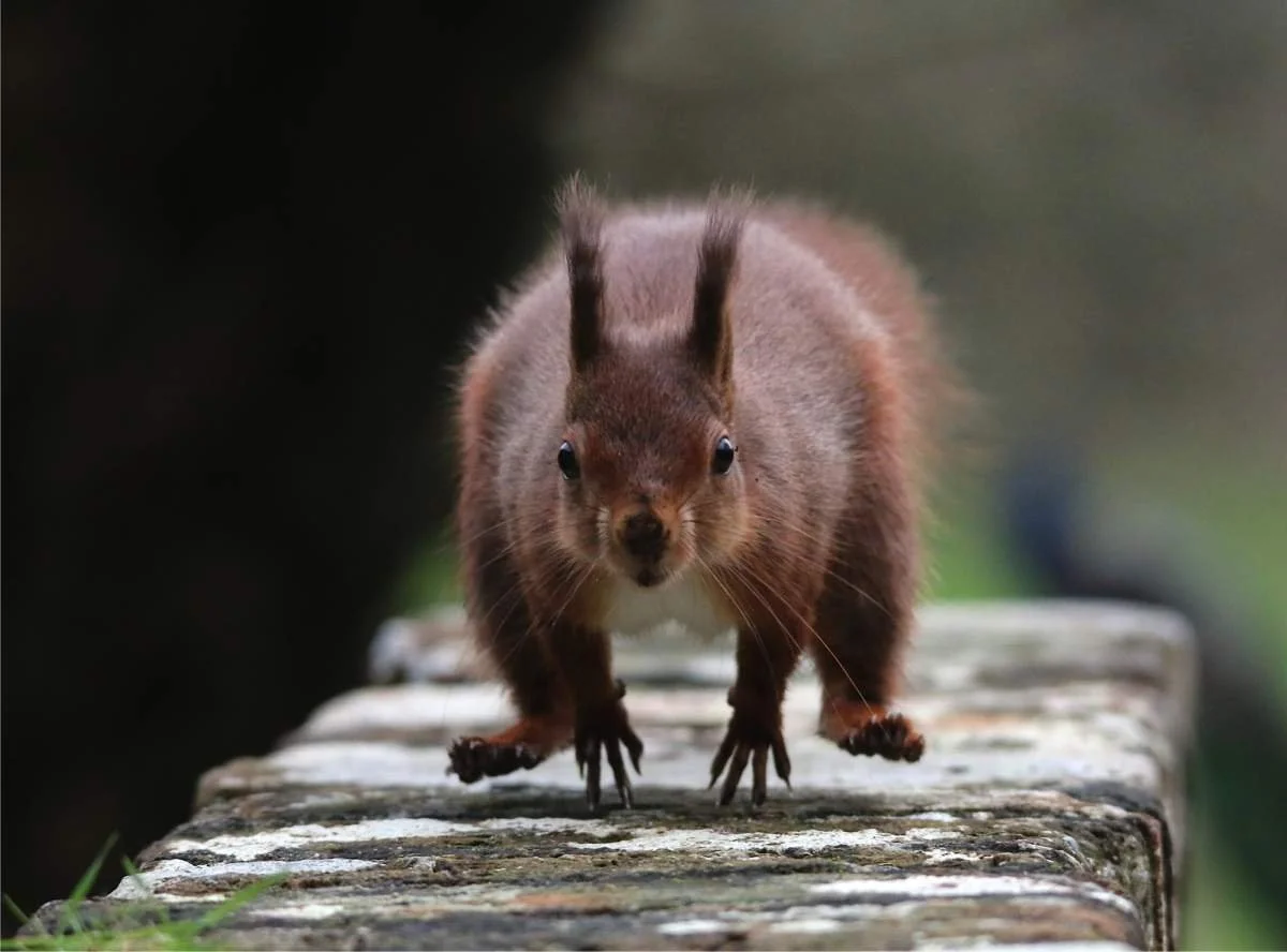 Red squirrel introduction to the Isle of Man