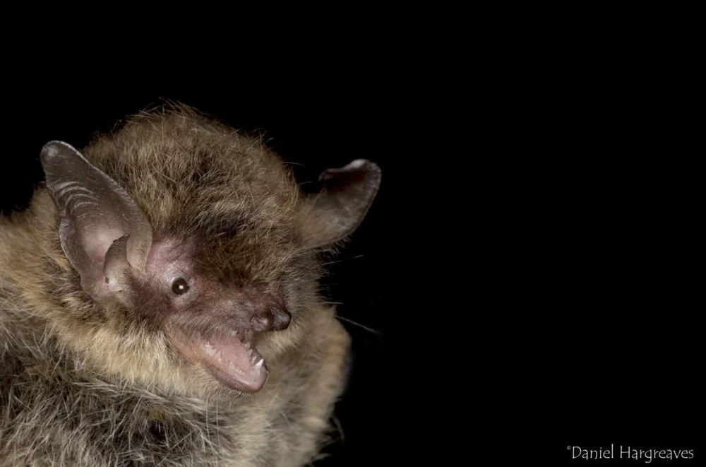 Brandt’s Bat — Mammal Society