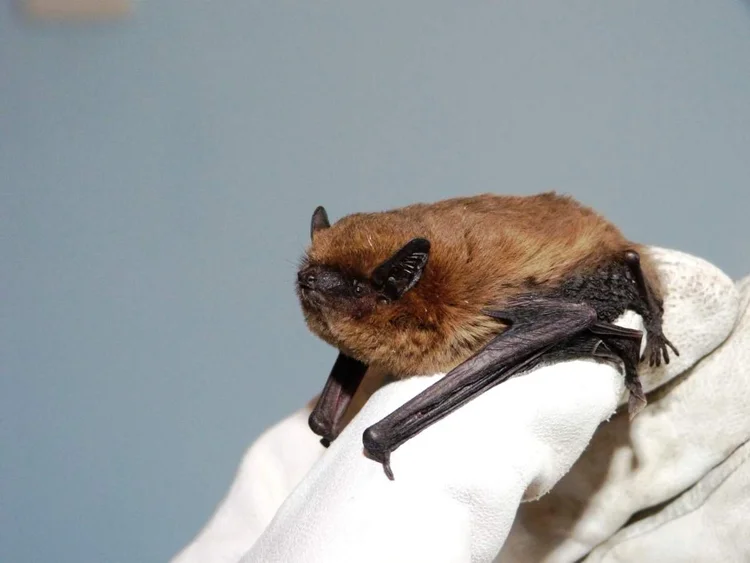 Common Pipistrelle Bat — Mammal Society