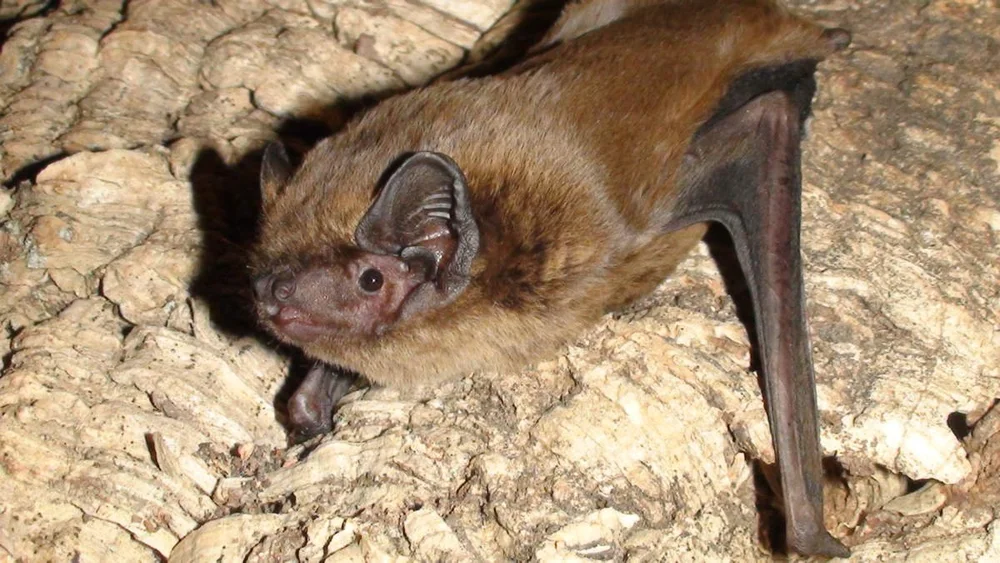 Leisler’s Bat — Mammal Society