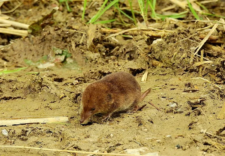 Pygmy shrew — Mammal Society