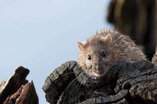 Brown rat — Mammal Society