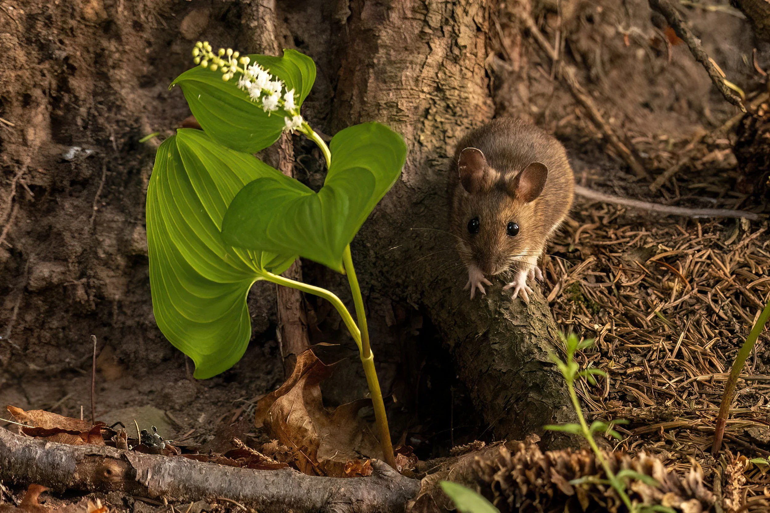 Wild Mice Habitat